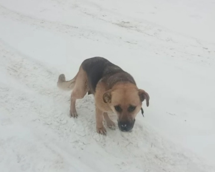 Red Village. The operated dog ran away. Wanted! [Not relevant] - No rating, The dog is missing, Lost, Saint Petersburg, Red Village, Krasnoselsky District, SOS, Search, Help me find, Longpost, Dog