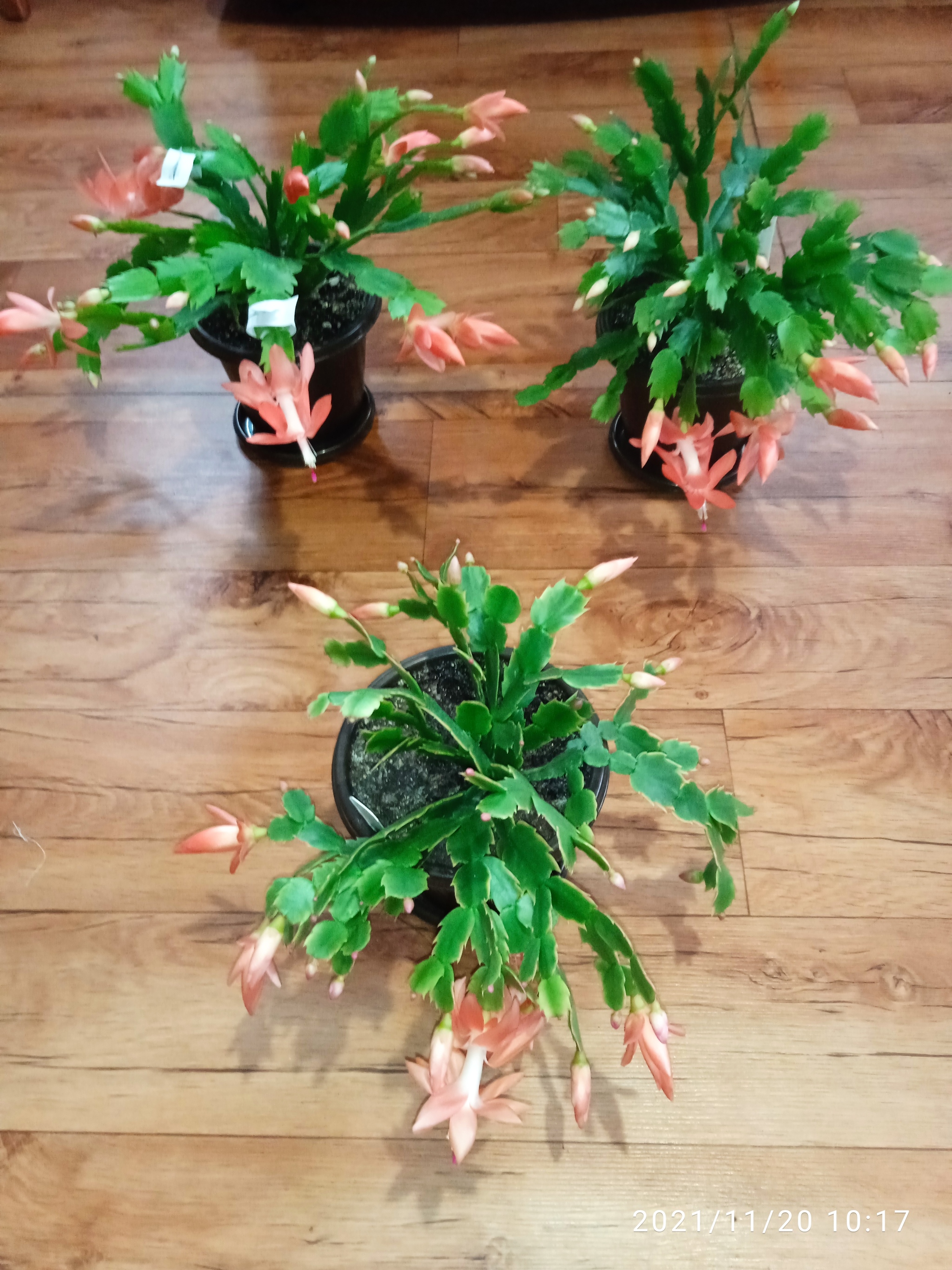 Schlumbergers. - My, Houseplants, Flowers, Plant growing, Longpost