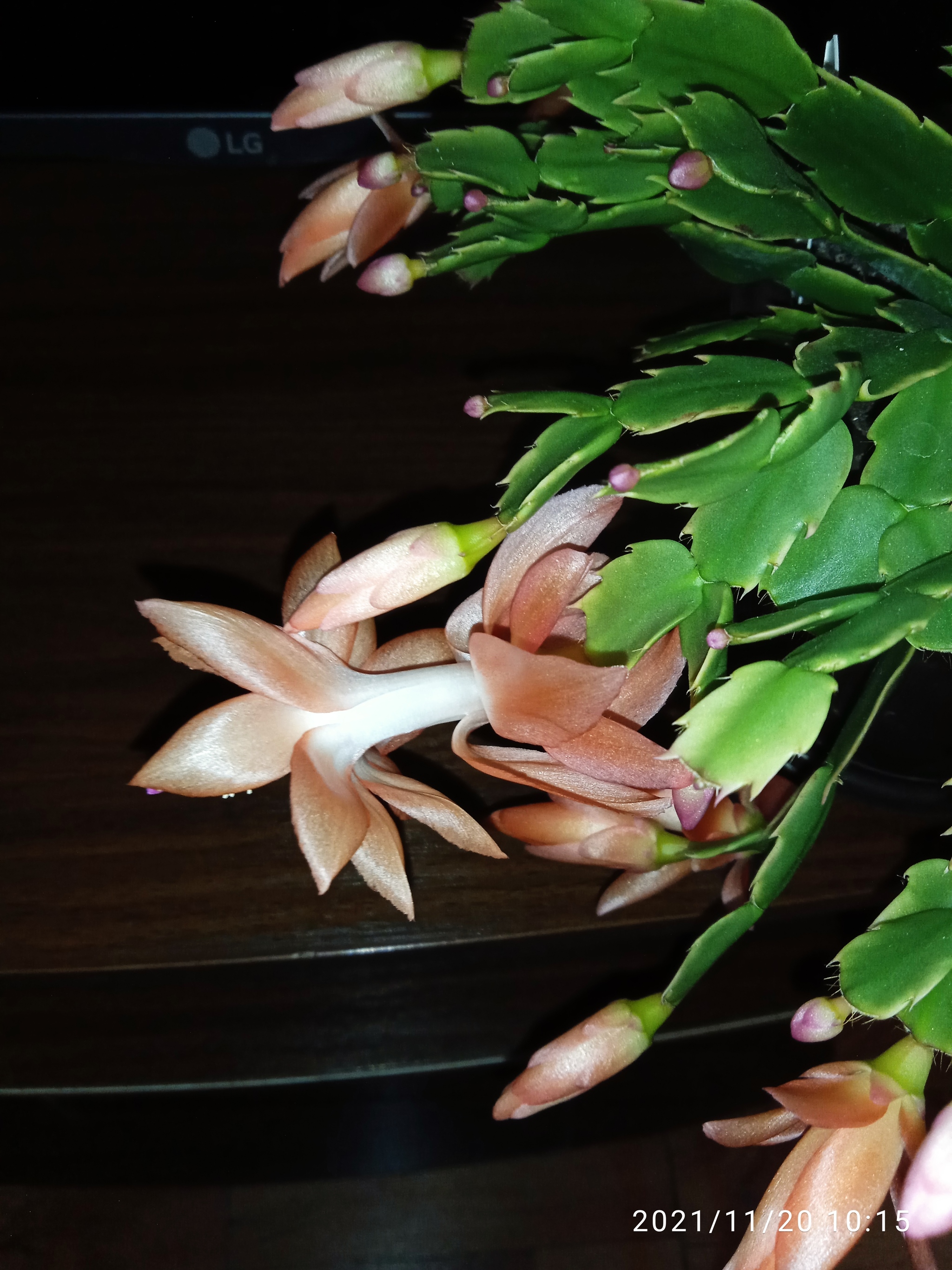 Schlumbergers. - My, Houseplants, Flowers, Plant growing, Longpost