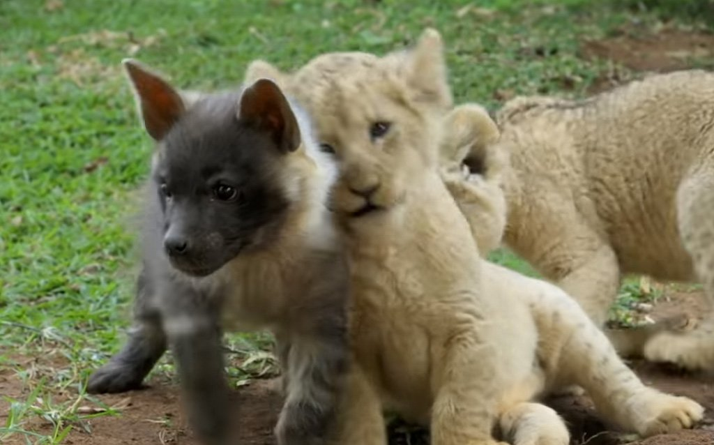 Unusual friendship between lion cubs, brown hyena and meerkat - Young, Lion cubs, Hyena, Meerkat, Zoo, South Africa, South Africa, Wild animals, friendship, a lion, Brown hyena, Animal Rescue, The national geographic, Predatory animals, Milota, Orphans, Video, Longpost