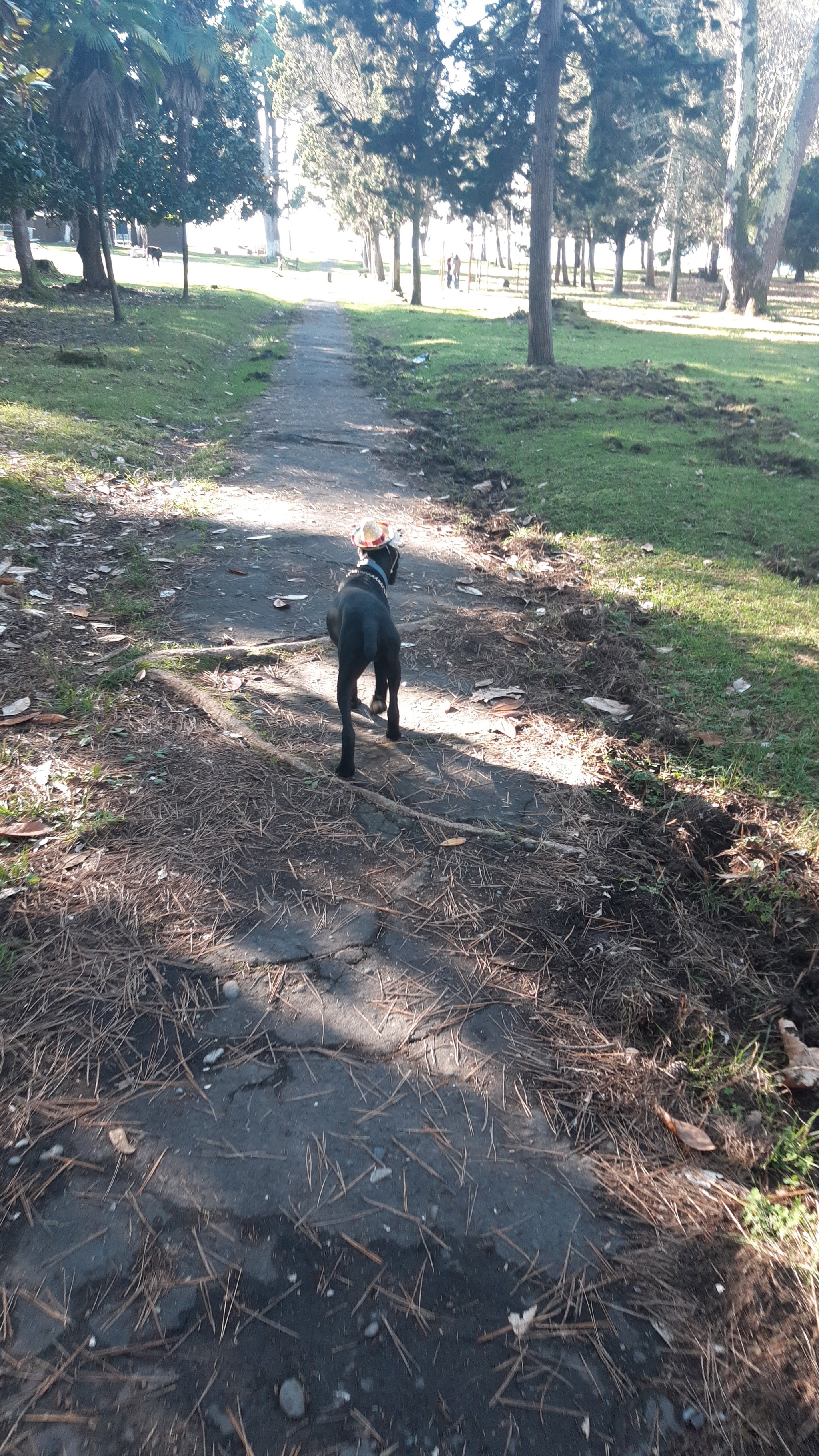 The dog came to me. - My, Dog, Cane Corso, Positive, Longpost