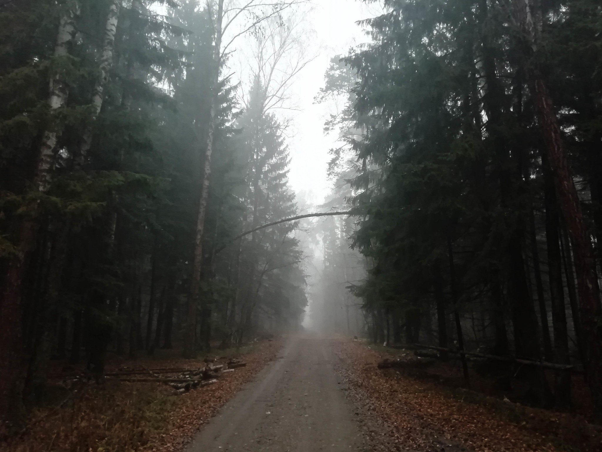 Fog in the forest near Moscow - My, The photo, Mobile photography, Fog, Forest, Longpost