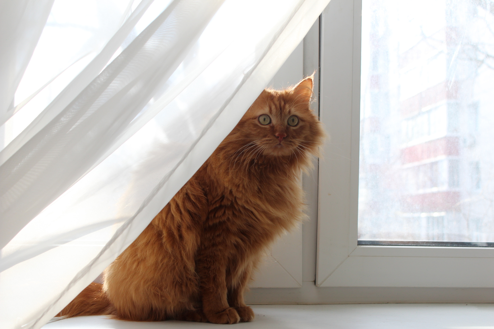 redhead - My, cat, Animals, Pets, Pets, Longpost, Death