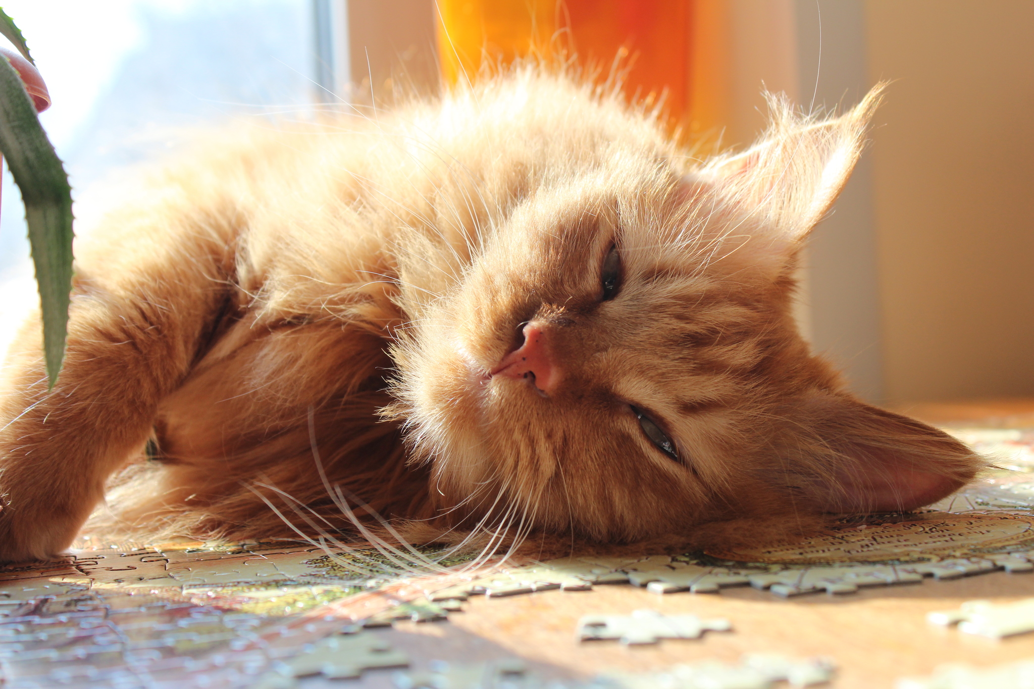 redhead - My, cat, Animals, Pets, Pets, Longpost, Death