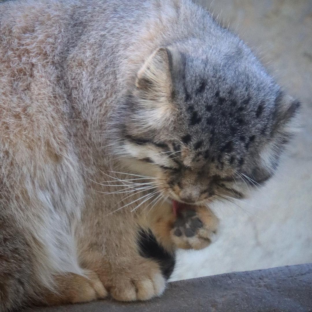 I'll finish washing, then you'll stroke - Pallas' cat, Fluffy, Pet the cat, Small cats, Cat family, Predatory animals, Wild animals, Zoo, The photo, Washing