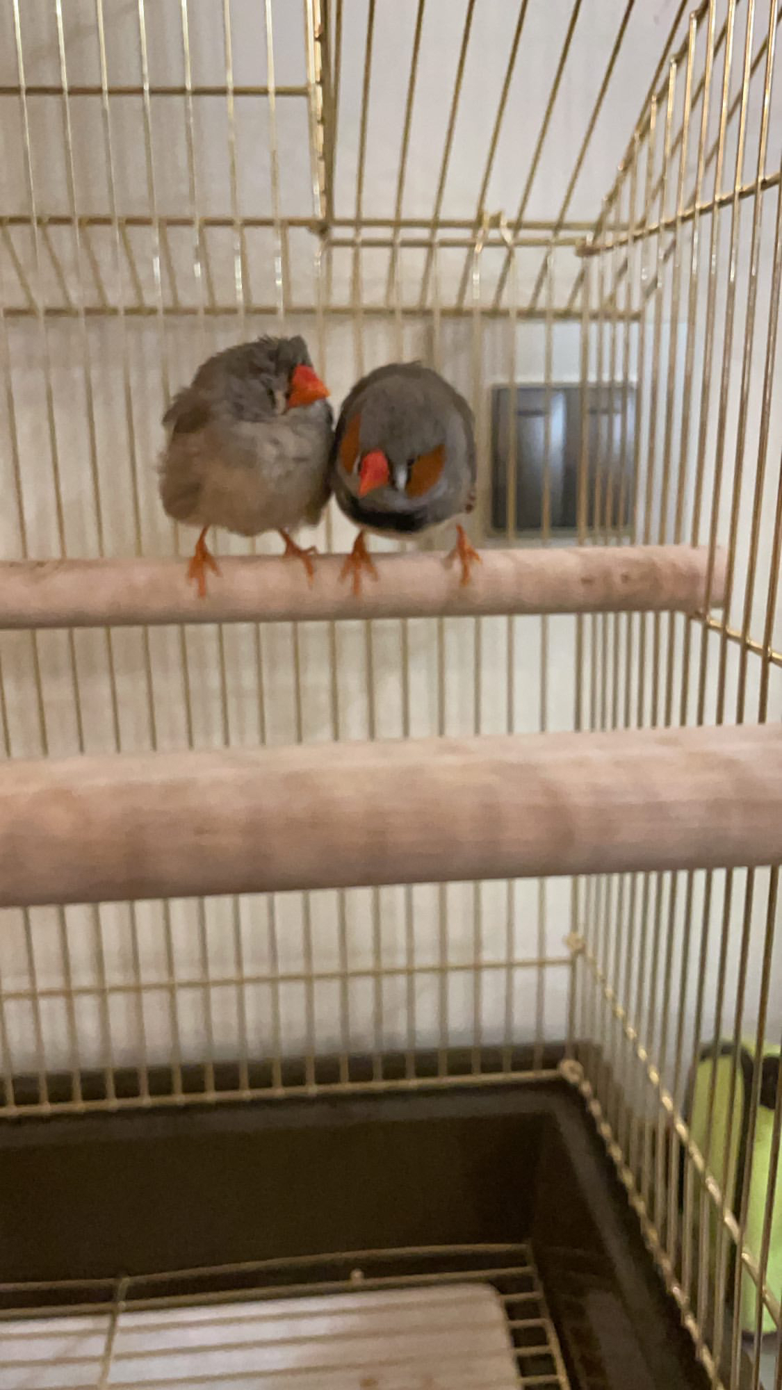 I ask for advice on the maintenance of finches - My, Amadines, Need advice, No rating, Longpost