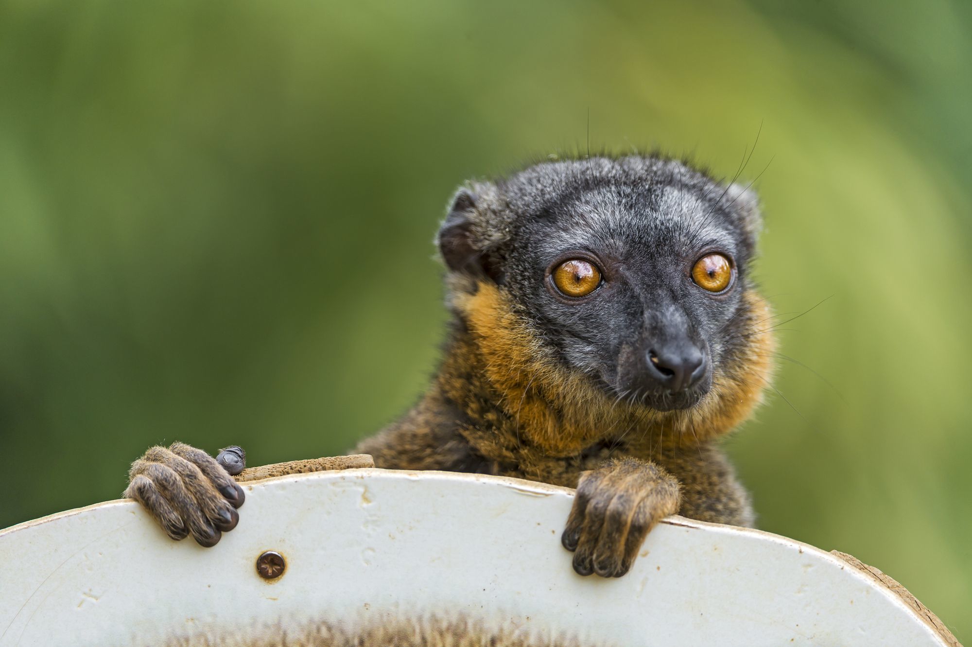 Lemurs - Lemur, Primates, Wild animals, Zoo, The photo, Longpost, Young