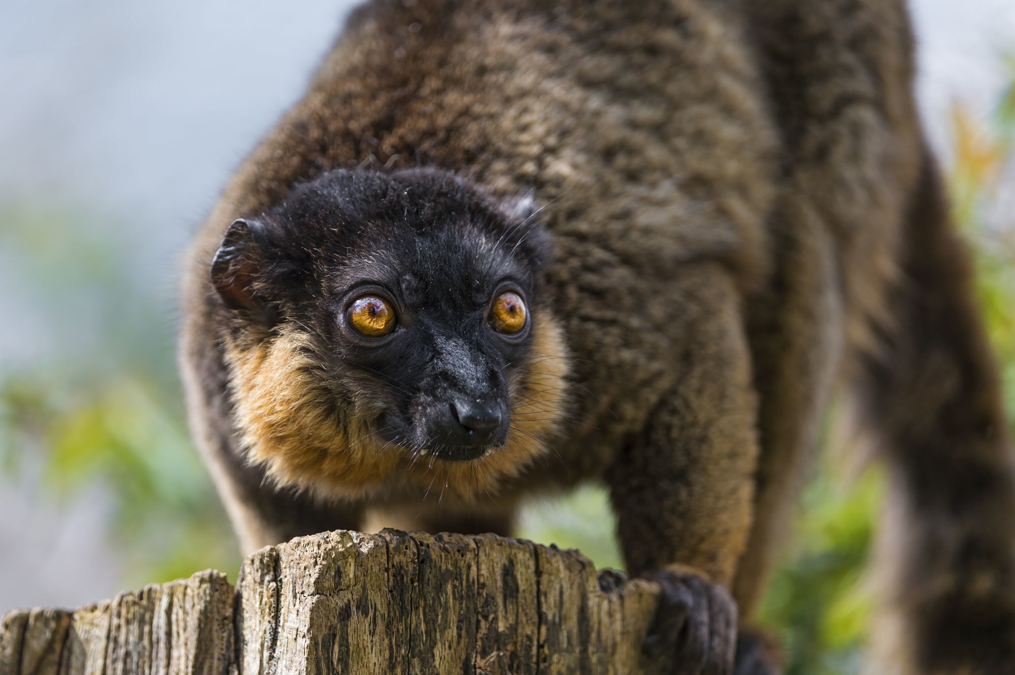 Lemurs - Lemur, Primates, Wild animals, Zoo, The photo, Longpost, Young