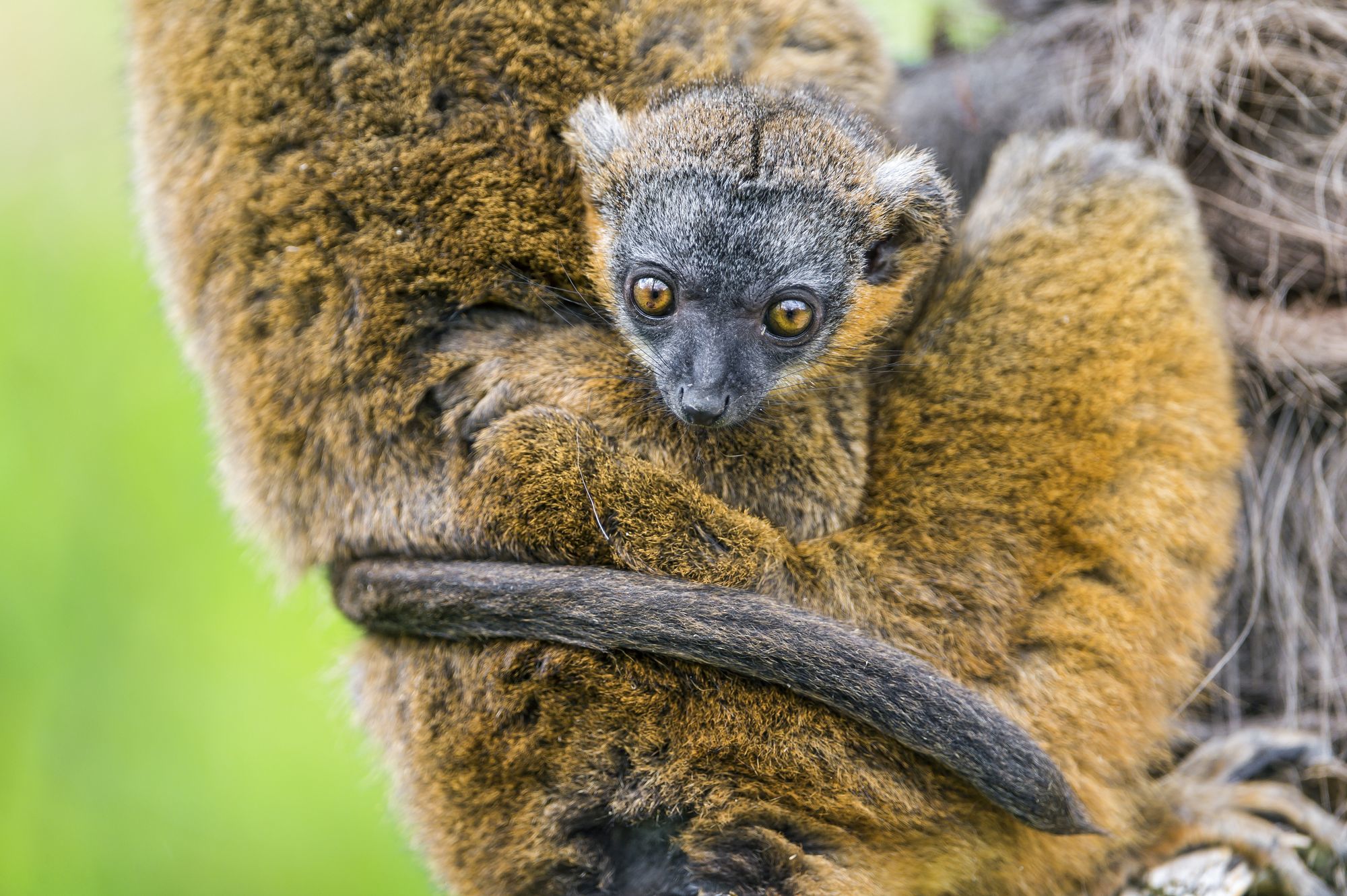 Lemurs - Lemur, Primates, Wild animals, Zoo, The photo, Longpost, Young