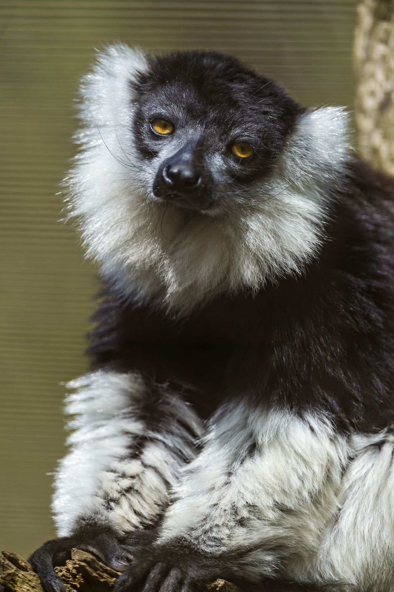 Lemurs - Lemur, Primates, Wild animals, Zoo, The photo, Longpost, Young