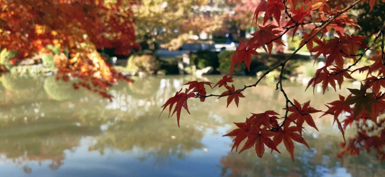 Walking around Japan during MoMiji season - My, Japan, Momiji, Mobile photography, Tokyo, Kyoto, Nara, Fujiyama, Longpost