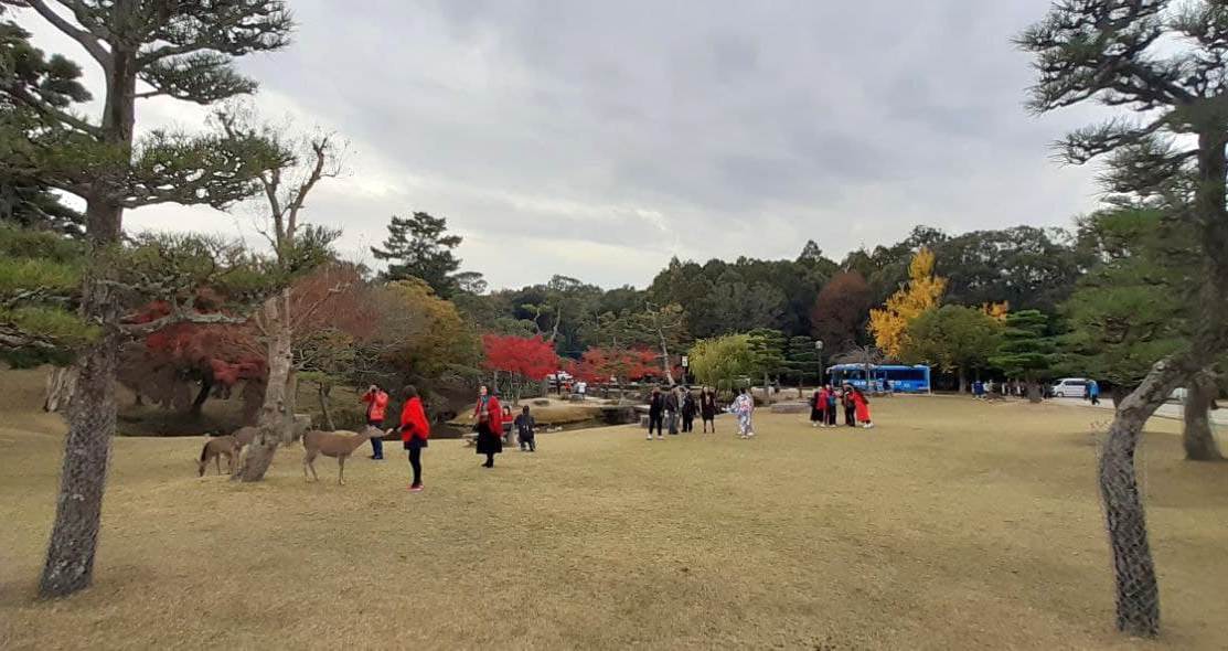 Walking around Japan during MoMiji season - My, Japan, Momiji, Mobile photography, Tokyo, Kyoto, Nara, Fujiyama, Longpost