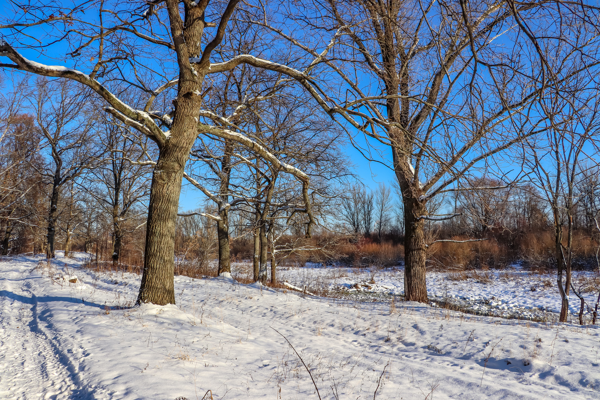 Frosty sketches - My, A bike, Bike ride, Snow, Nature, Landscape, Video, Longpost