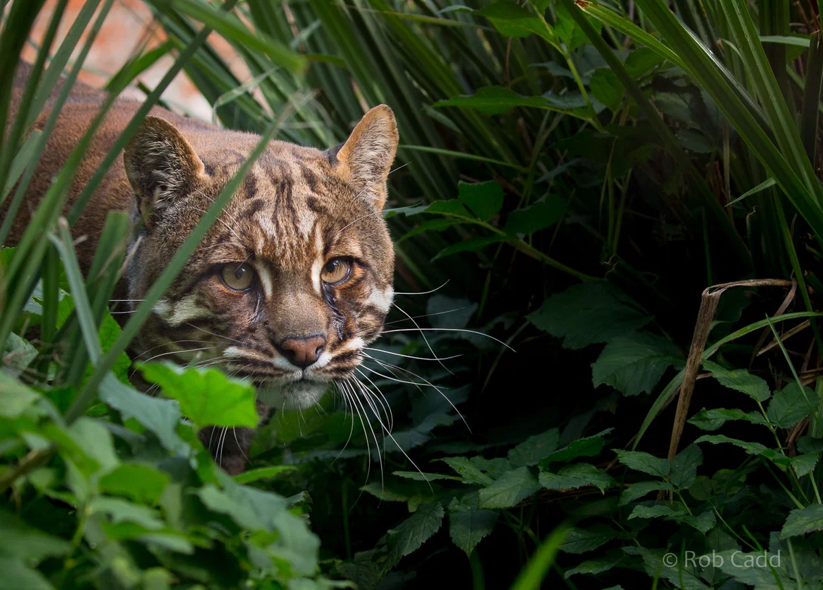 Temminka cat: This large wild cat is almost unknown to the public, but it can take down a young deer or wild boar. - Animals, Cat Temminka, Animal book, Yandex Zen, Longpost, Small cats, Cat family, Wild animals, Predatory animals