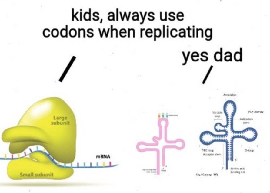 Детишки, всегда используйте кодоны при воспроизведении - Юмор, Биология, Молекулярная биология