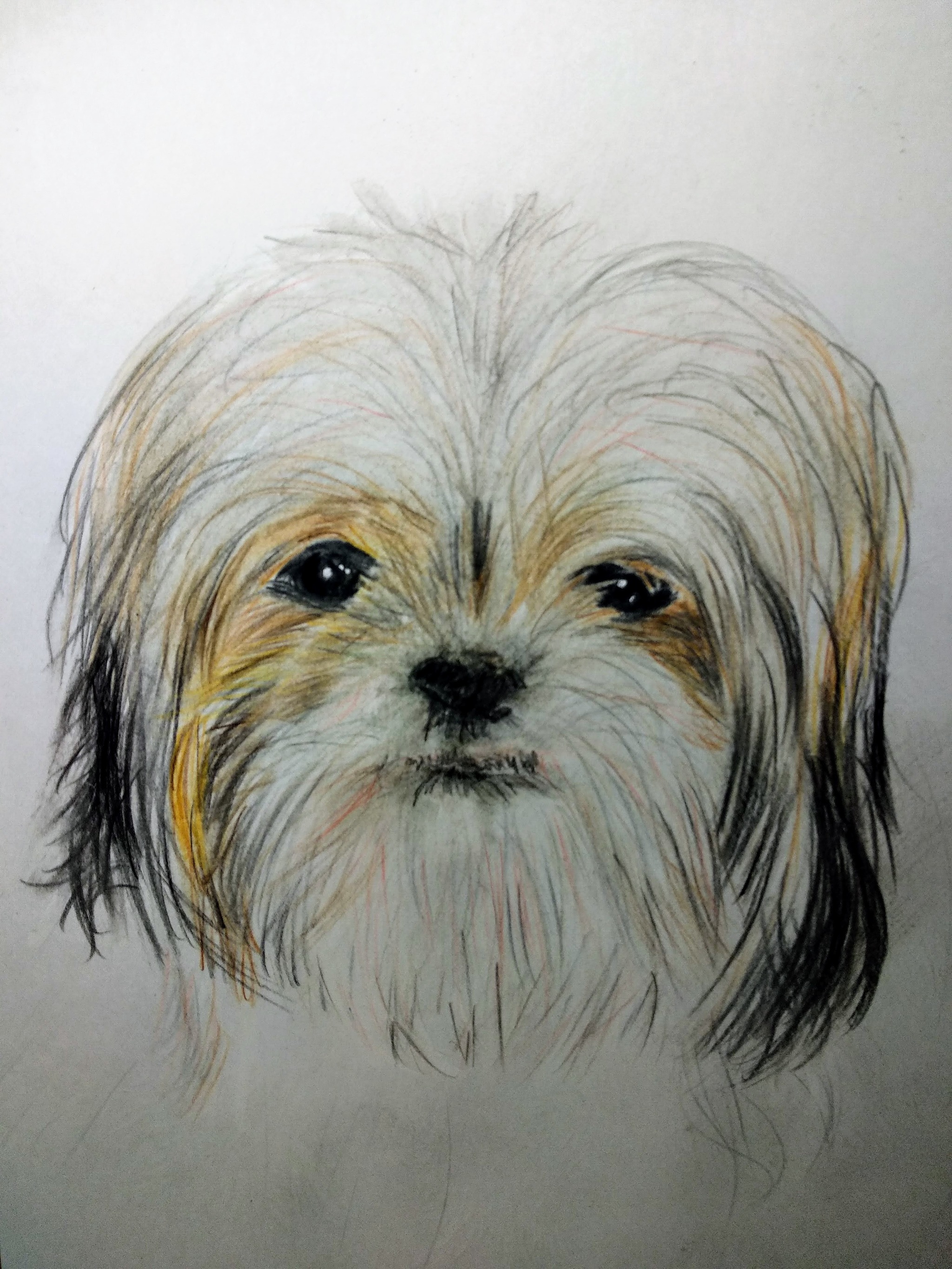 Shaggy Thursday - My, Dog, Saint Petersburg, Drawing, Colour pencils, Art