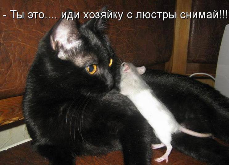 Cats - cat, Picture with text, Humor, From the network, Longpost