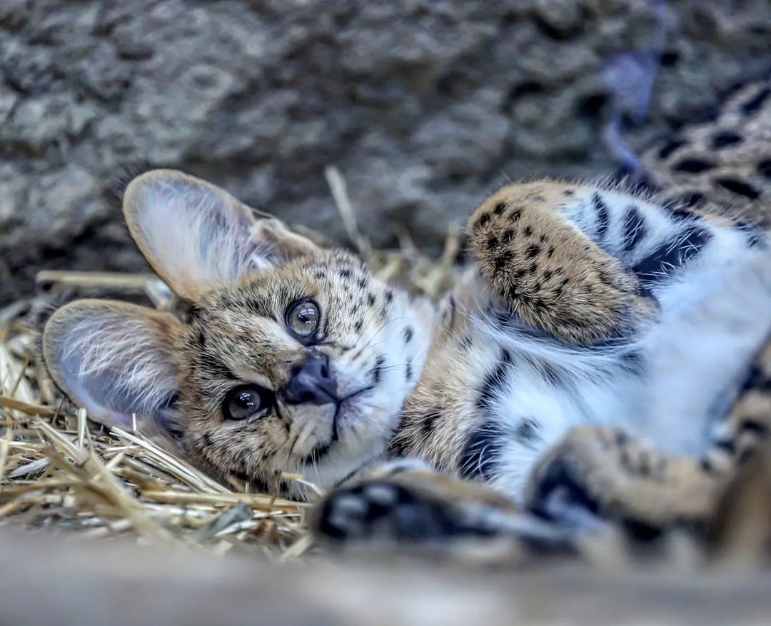 Morning is good) - Small cats, Cat family, Milota, Pet the cat, Yokohama, Japan, Safari Park, Serval, Longpost, Good morning