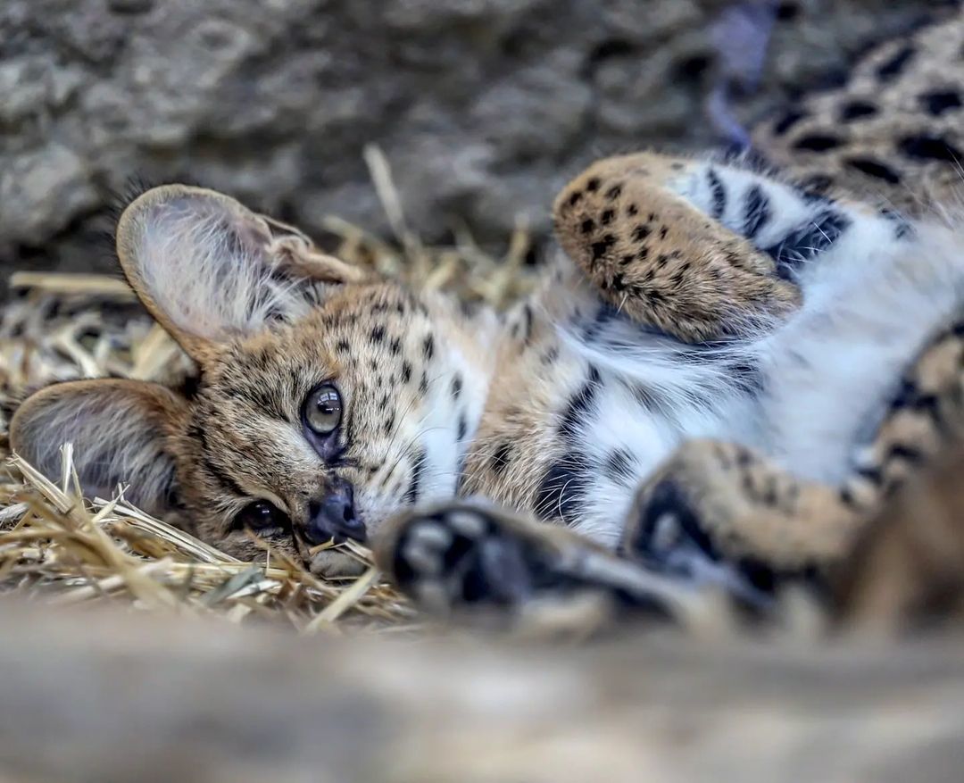 Morning is good) - Small cats, Cat family, Milota, Pet the cat, Yokohama, Japan, Safari Park, Serval, Longpost, Good morning