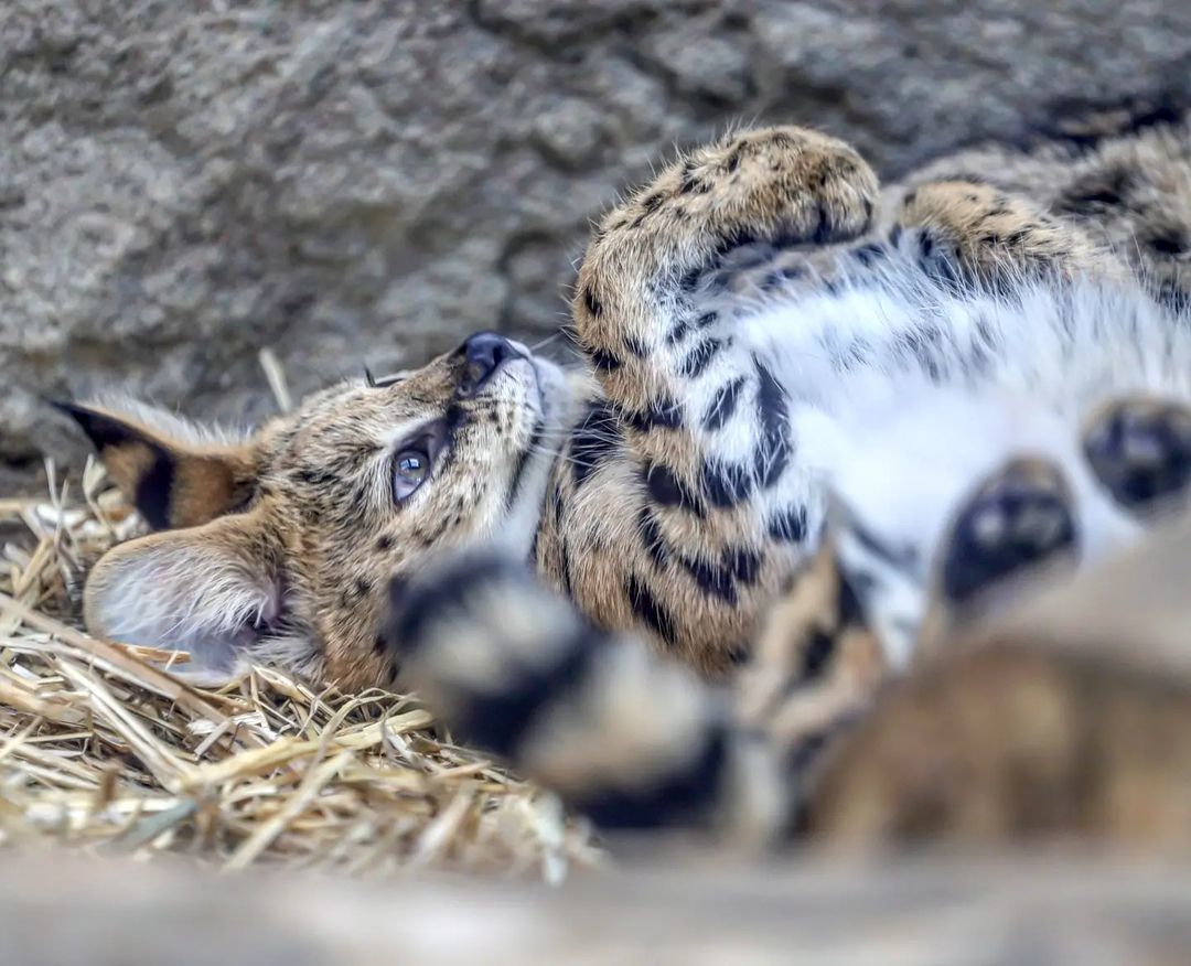 Morning is good) - Small cats, Cat family, Milota, Pet the cat, Yokohama, Japan, Safari Park, Serval, Longpost, Good morning