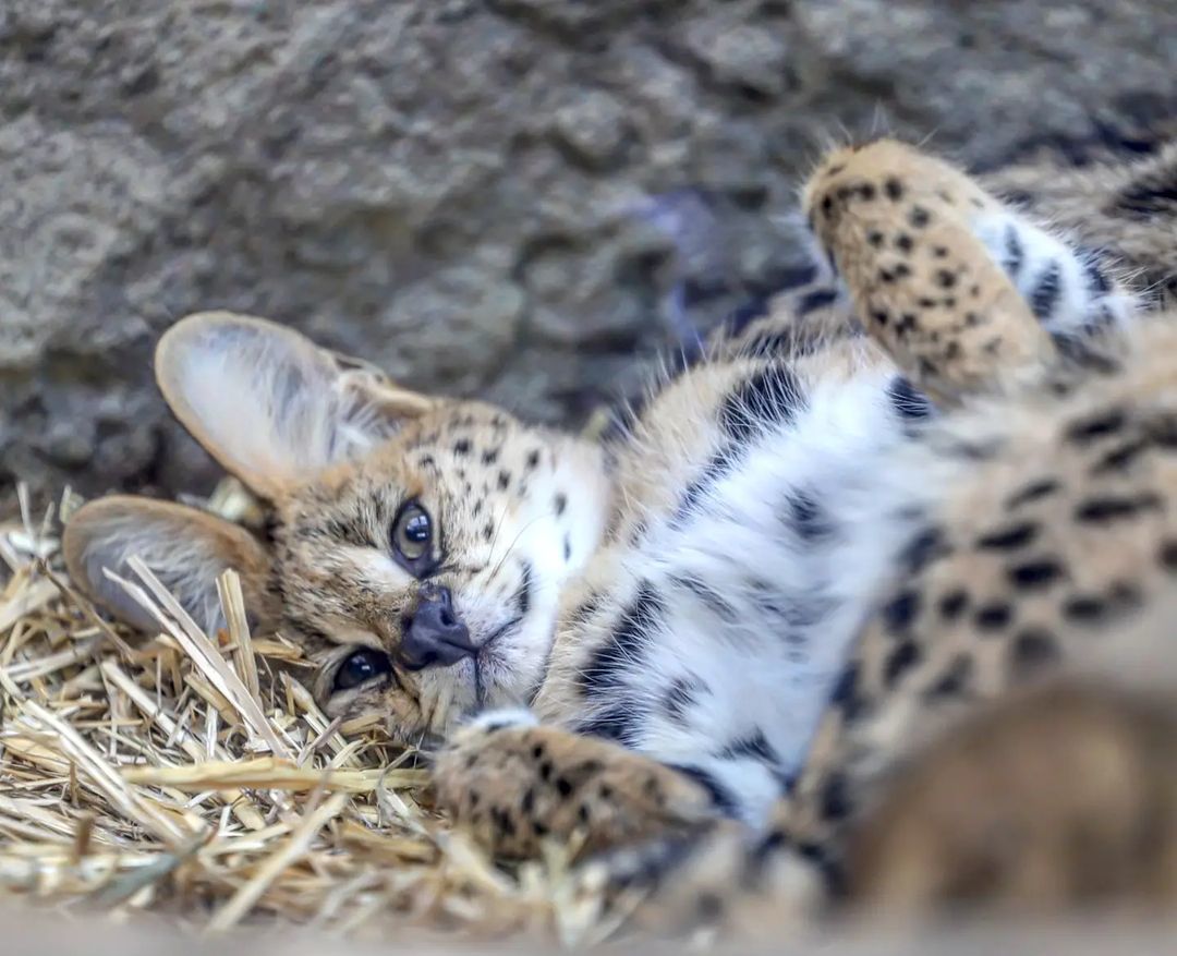 Morning is good) - Small cats, Cat family, Milota, Pet the cat, Yokohama, Japan, Safari Park, Serval, Longpost, Good morning