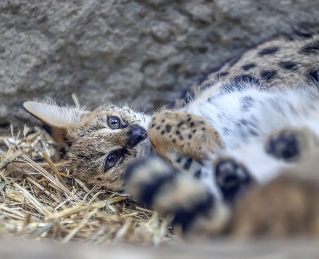 Morning is good) - Small cats, Cat family, Milota, Pet the cat, Yokohama, Japan, Safari Park, Serval, Longpost, Good morning