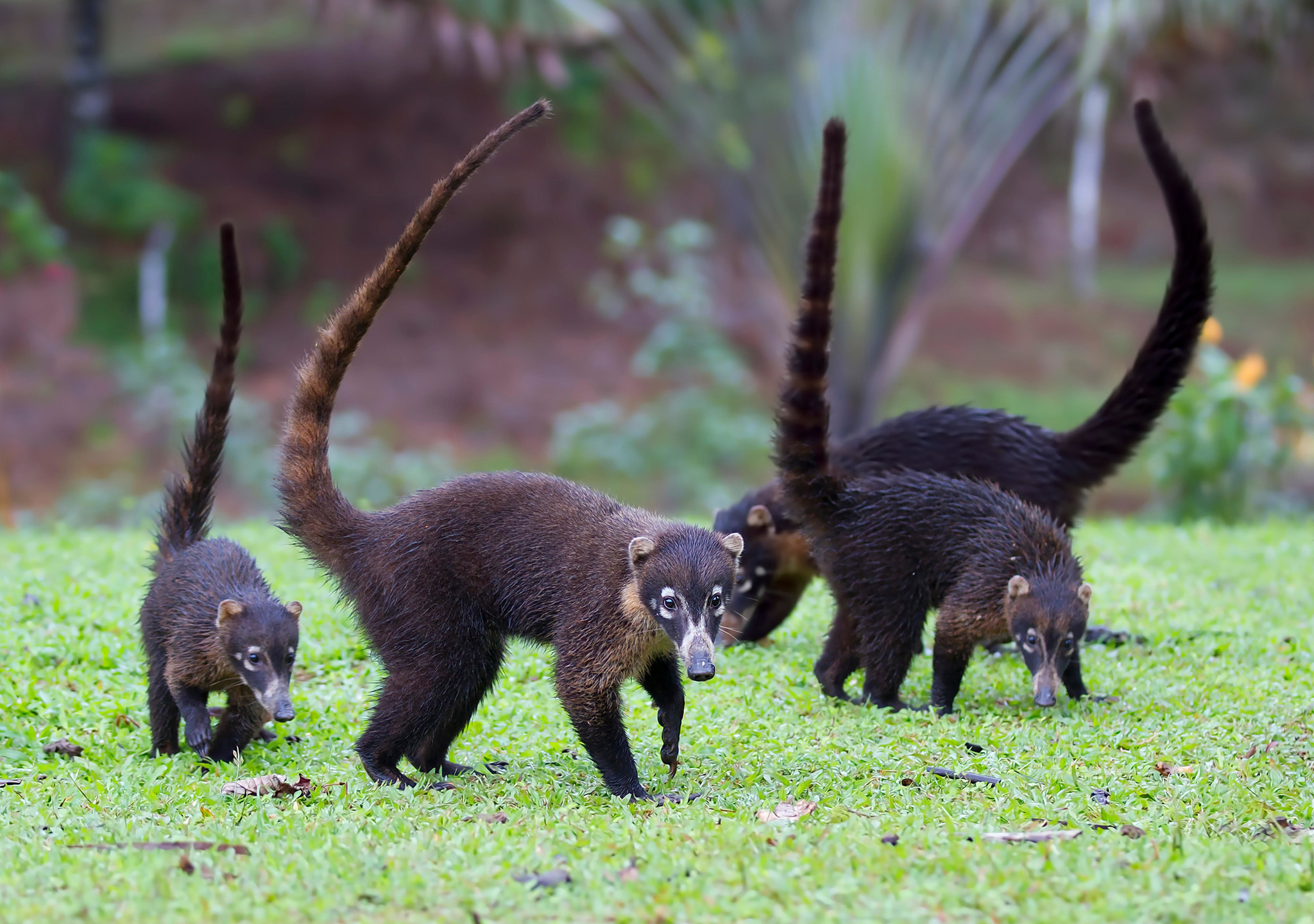 Coati - Coati, Noses, Wild animals, Hyena, Killer whale, Birds, Interesting, Around the world, Matriarchy, Longpost