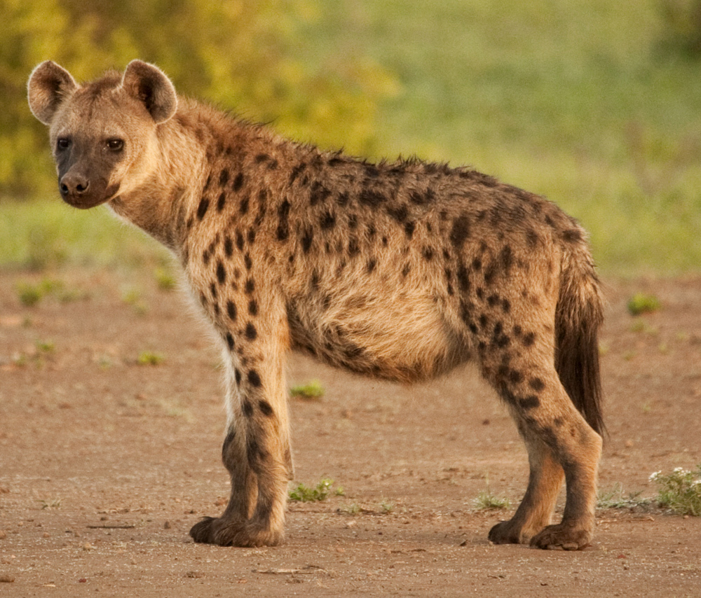 Coati - Coati, Noses, Wild animals, Hyena, Killer whale, Birds, Interesting, Around the world, Matriarchy, Longpost