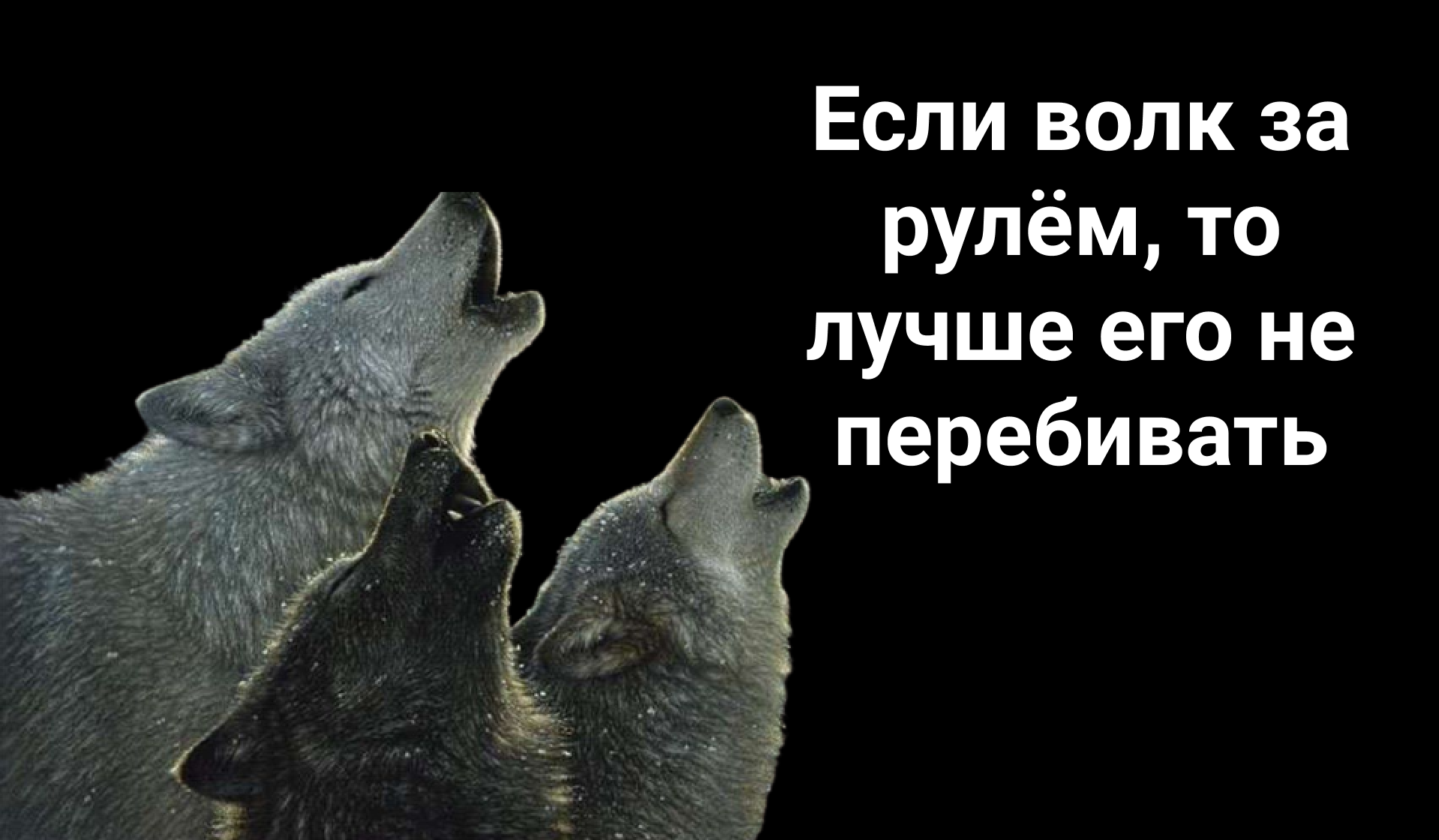 Кто цитаты волков прочитал, тот жизнь познал | Пикабу