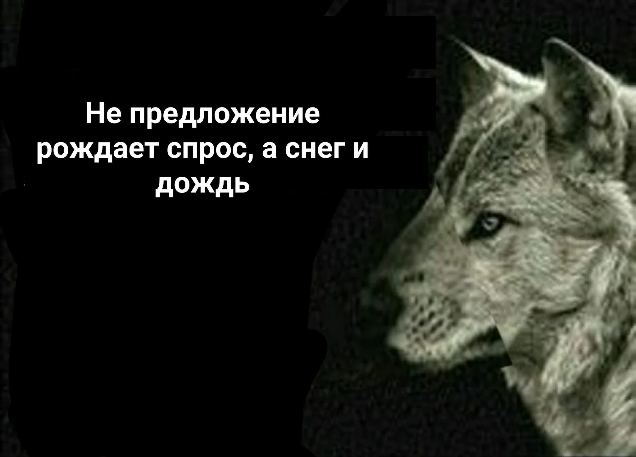 Кто цитаты волков прочитал, тот жизнь познал | Пикабу