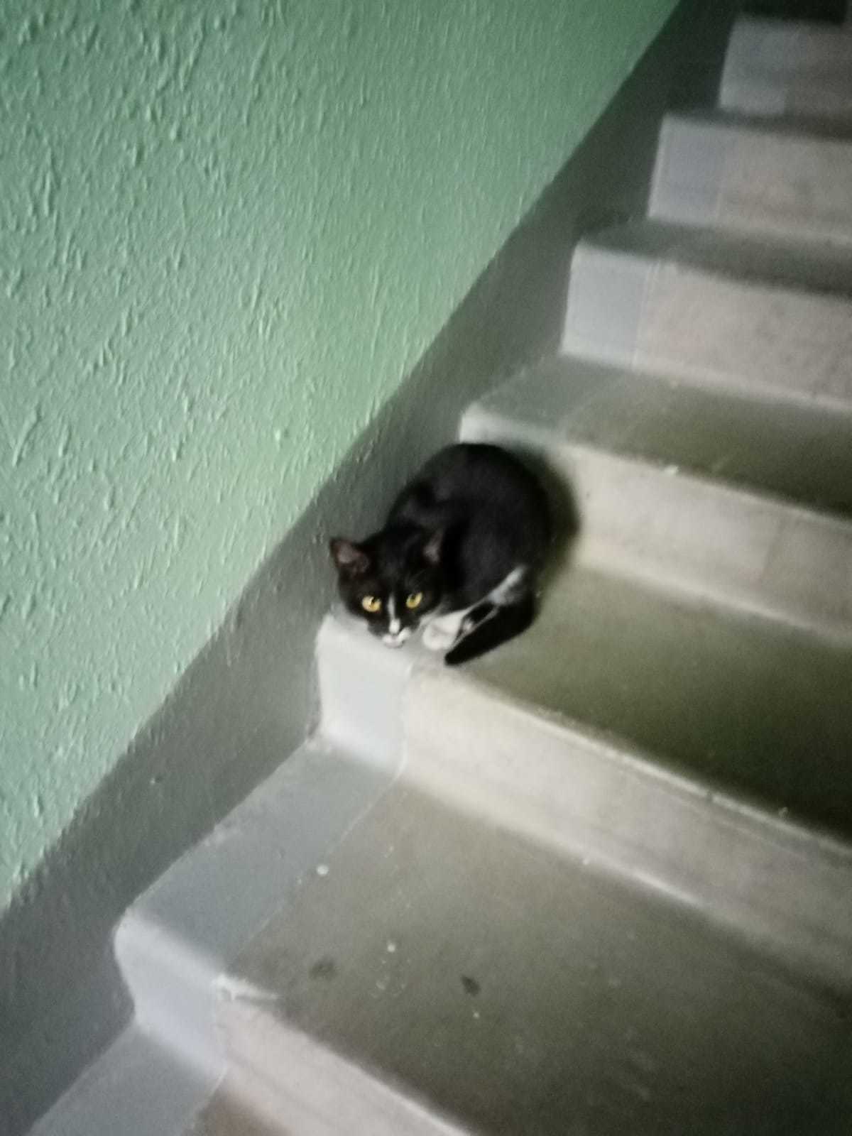 The cat was abandoned in the hallway. looking for a house - Moscow, In good hands, Good league, No rating, cat, Animal shelter