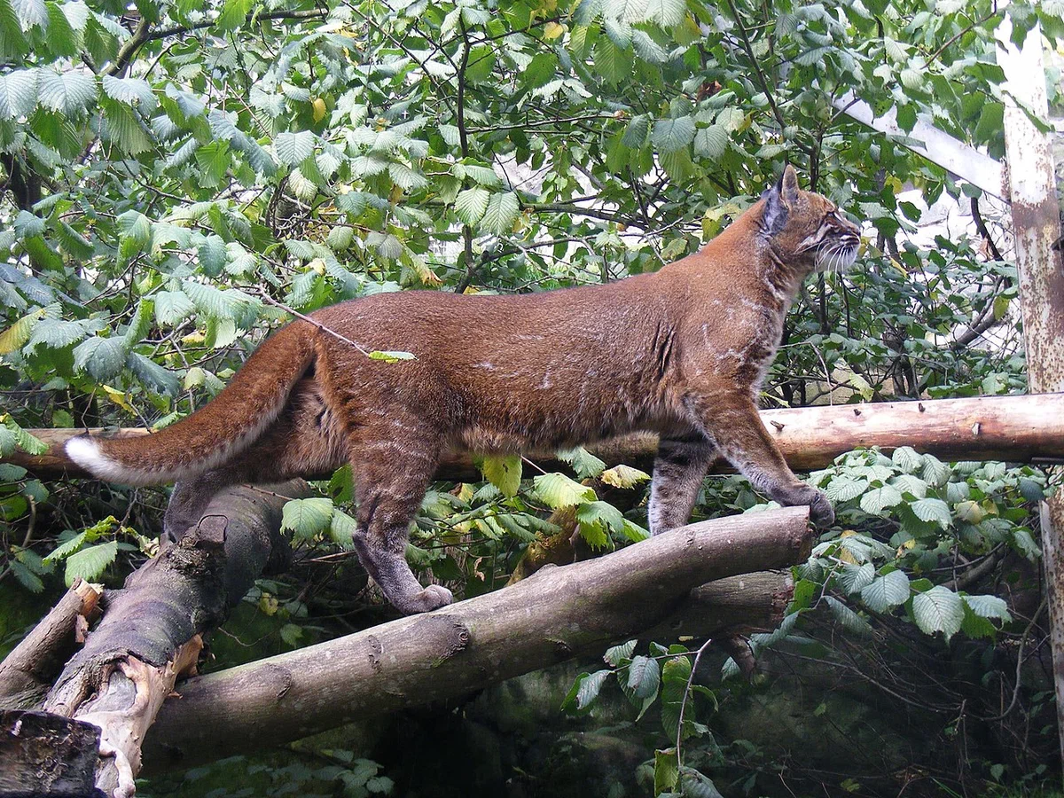 Temminka cat: This large wild cat is almost unknown to the public, but it can take down a young deer or wild boar. - Animals, Cat Temminka, Animal book, Yandex Zen, Longpost, Small cats, Cat family, Wild animals, Predatory animals