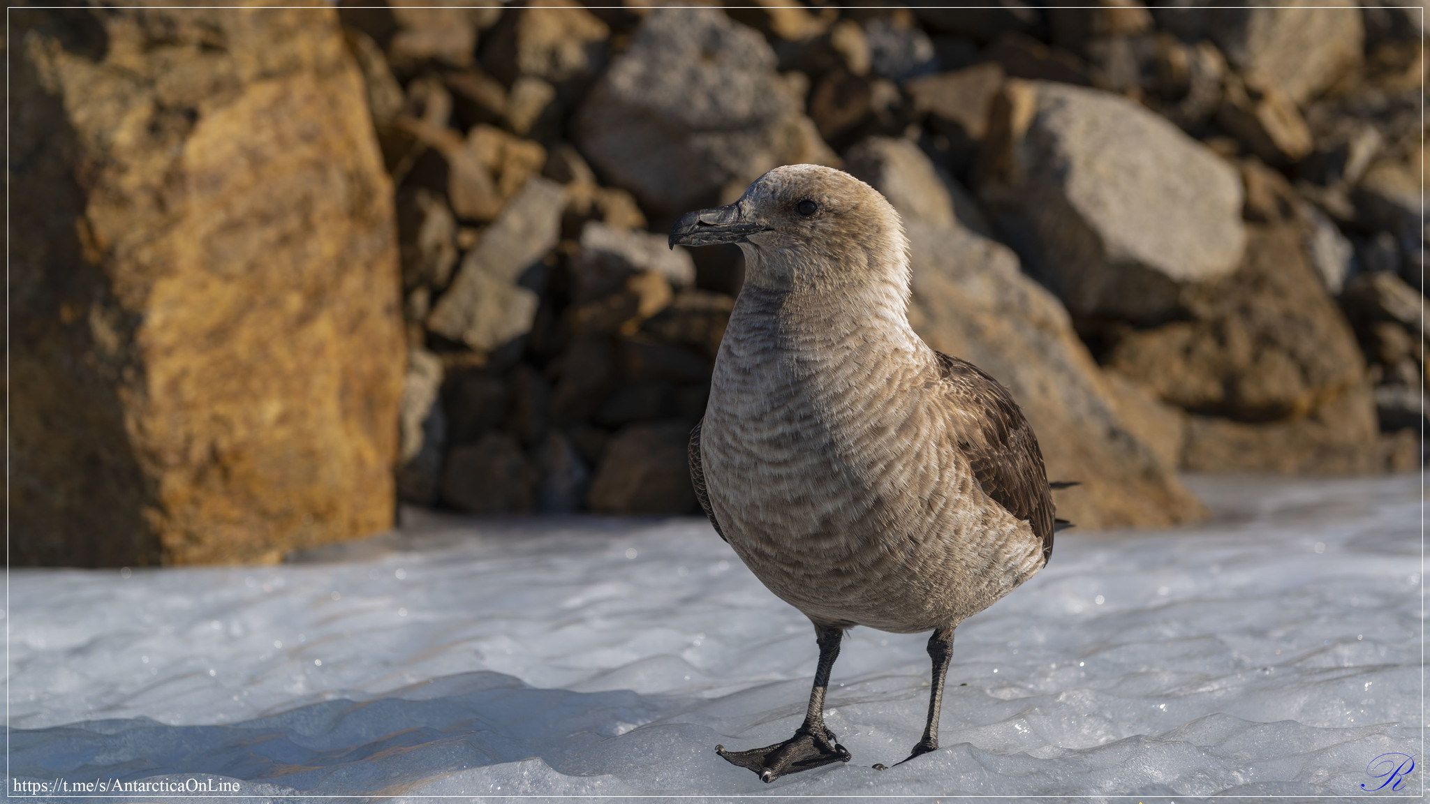 Hike to the nunatak Finger Part 1/2 - My, Antarctica, Antarctica On-Line, Novolazarevskaya Station, Longpost, Video, Caves