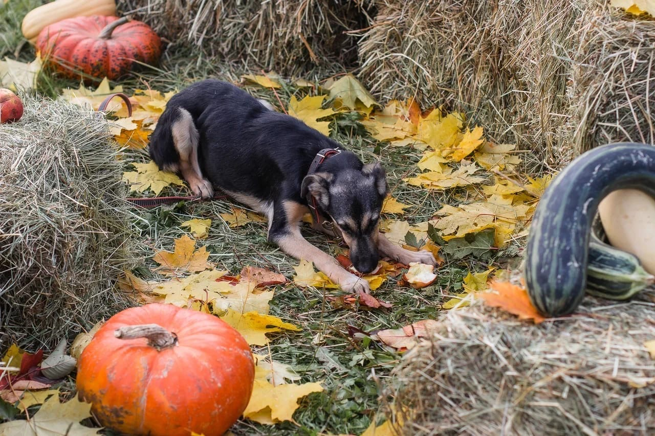 Moscow and Moscow region. Lucy in good hands - No rating, Dog, Help, In good hands, Moscow, Moscow region, Alexandrov, Khotkovo, Peresvet, Radonezh, Abramtsevo, Sofrino, Skobyanka, Longpost