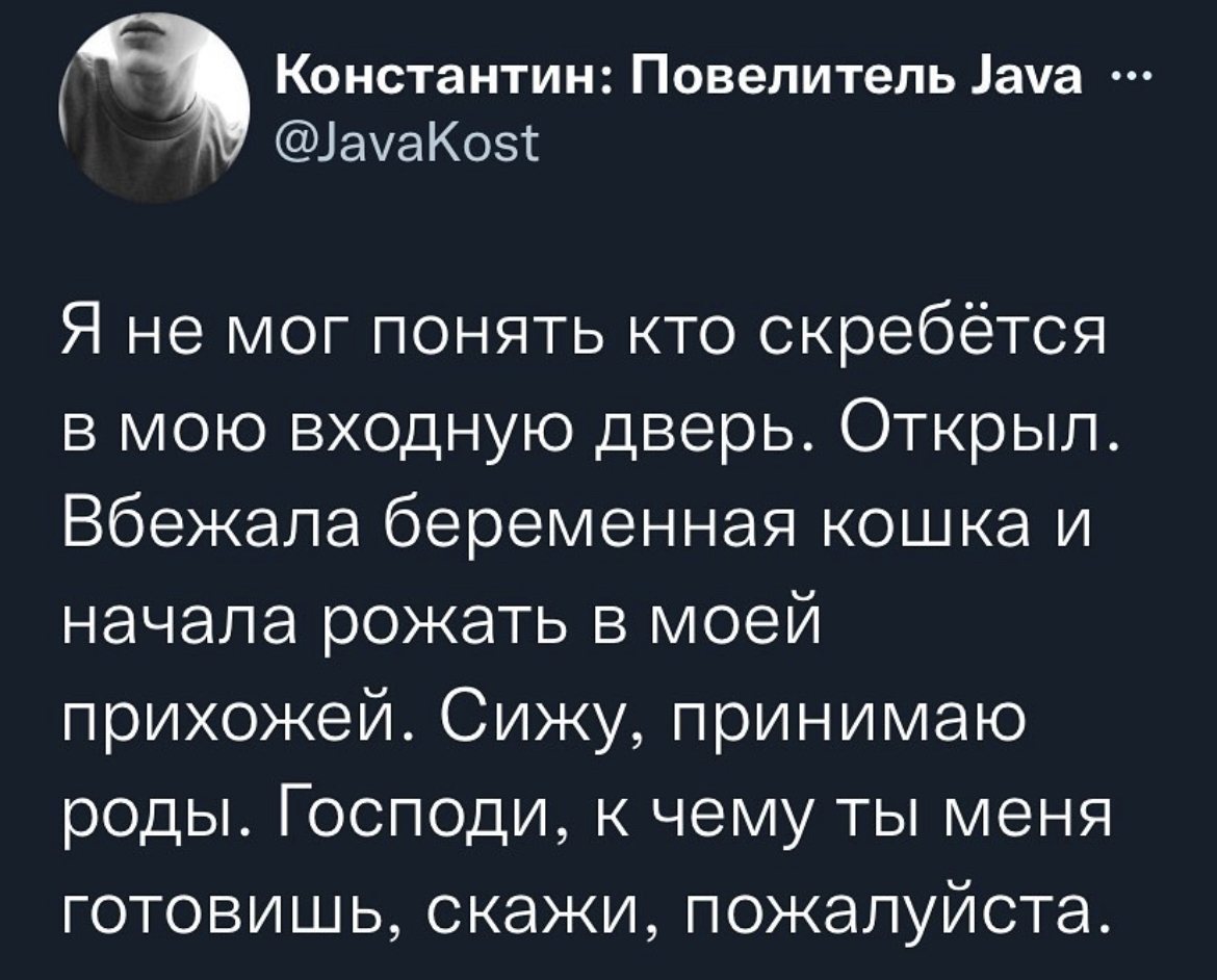 Боже, чего мне ждать? - Скриншот, Картинка с текстом, Кот, Роды