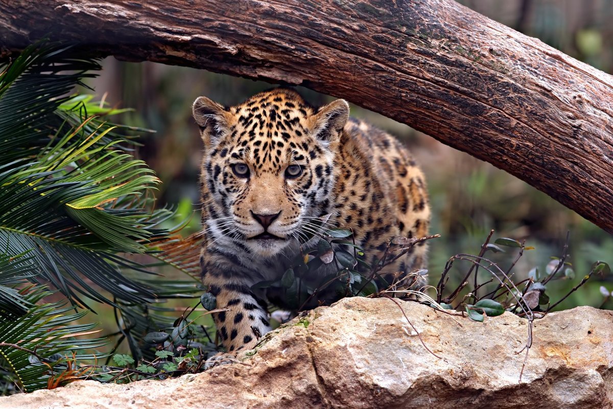 Jaguar and leopard. - Leopard, Jaguar, Big cats, Wild animals, The photo, Longpost, Differences, Panther