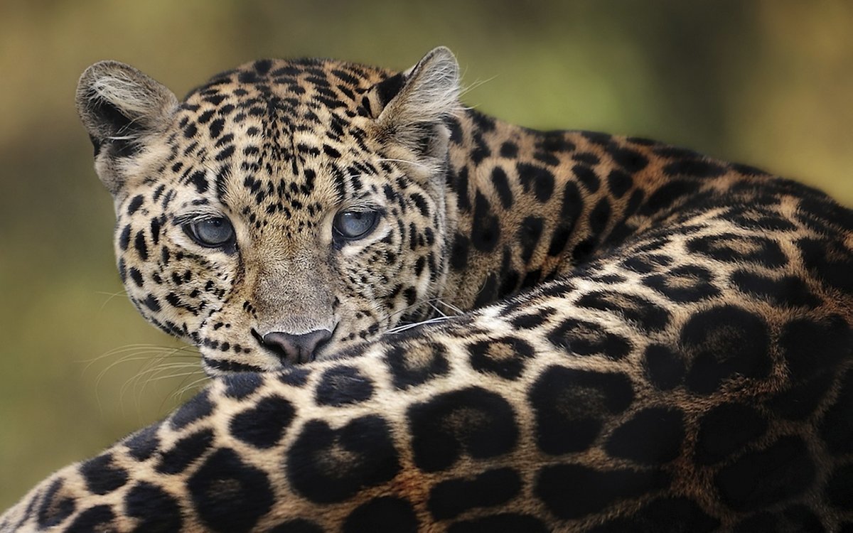 Jaguar and leopard. - Leopard, Jaguar, Big cats, Wild animals, The photo, Longpost, Differences, Panther