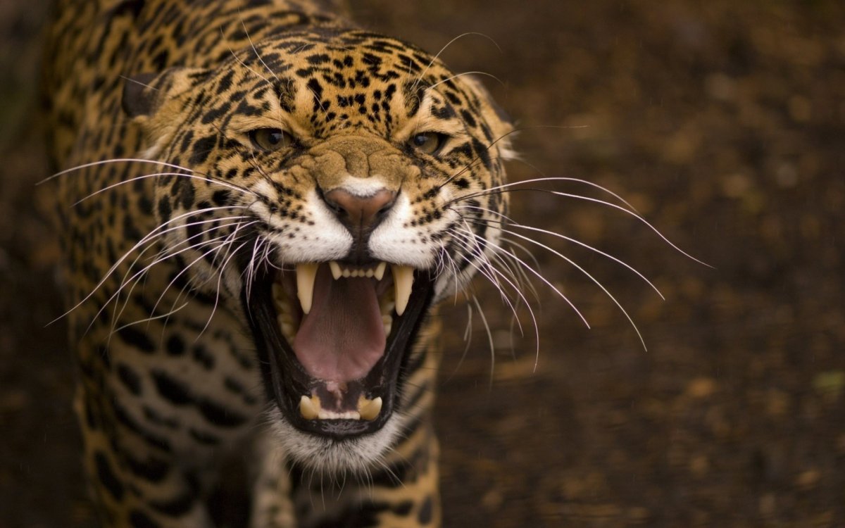 Jaguar and leopard. - Leopard, Jaguar, Big cats, Wild animals, The photo, Longpost, Differences, Panther