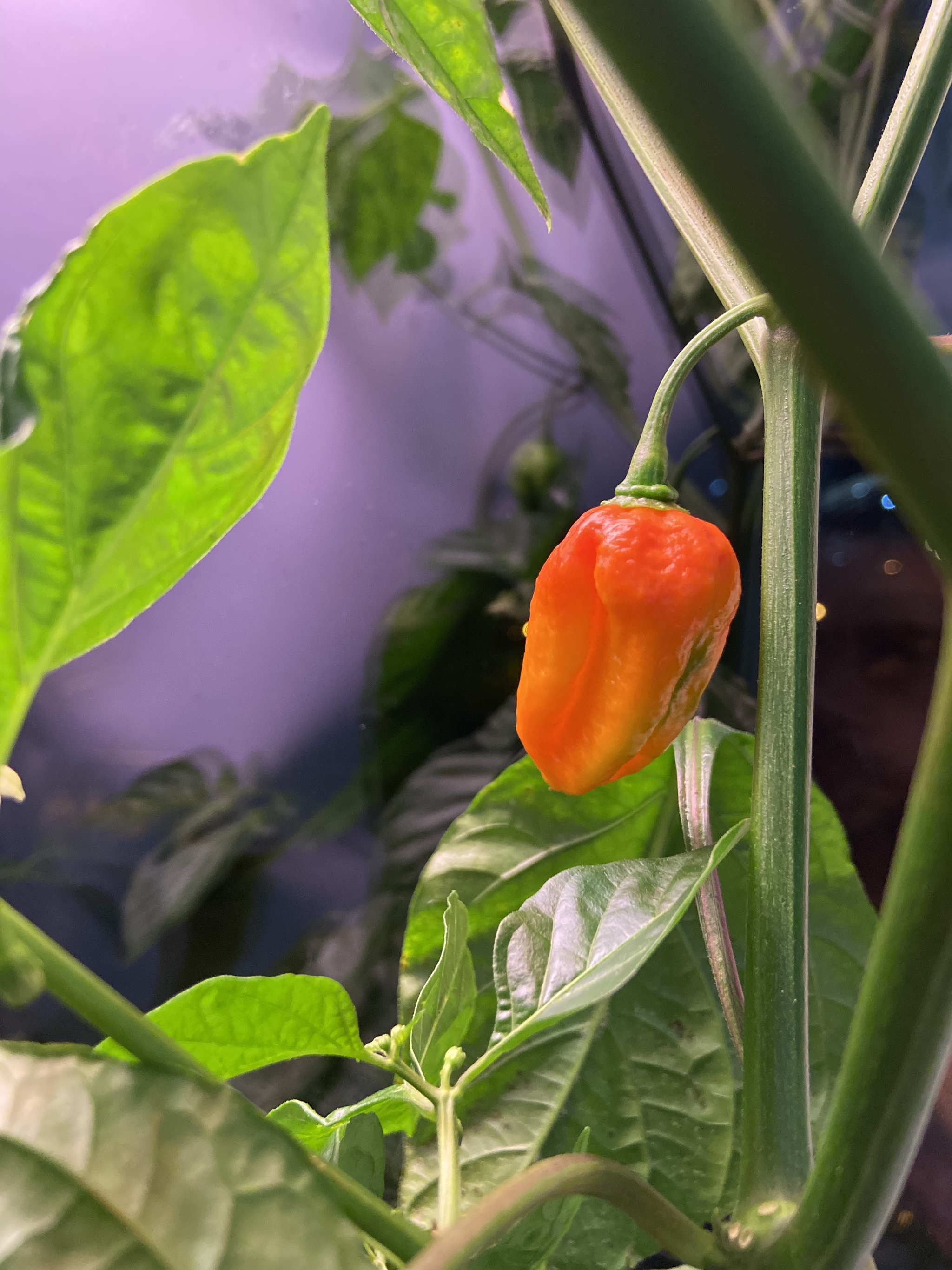 autumn scorpion - My, Hot peppers, Scorpion Trinidad, Longpost