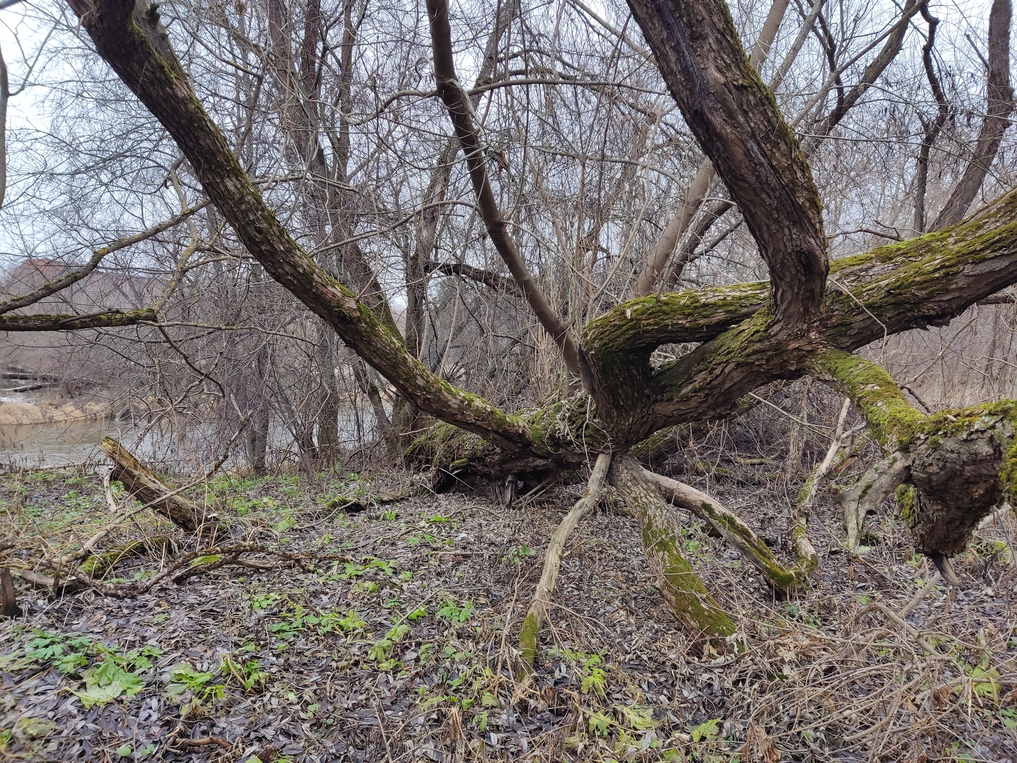 Nature - My, The nature of Russia, River, Longpost