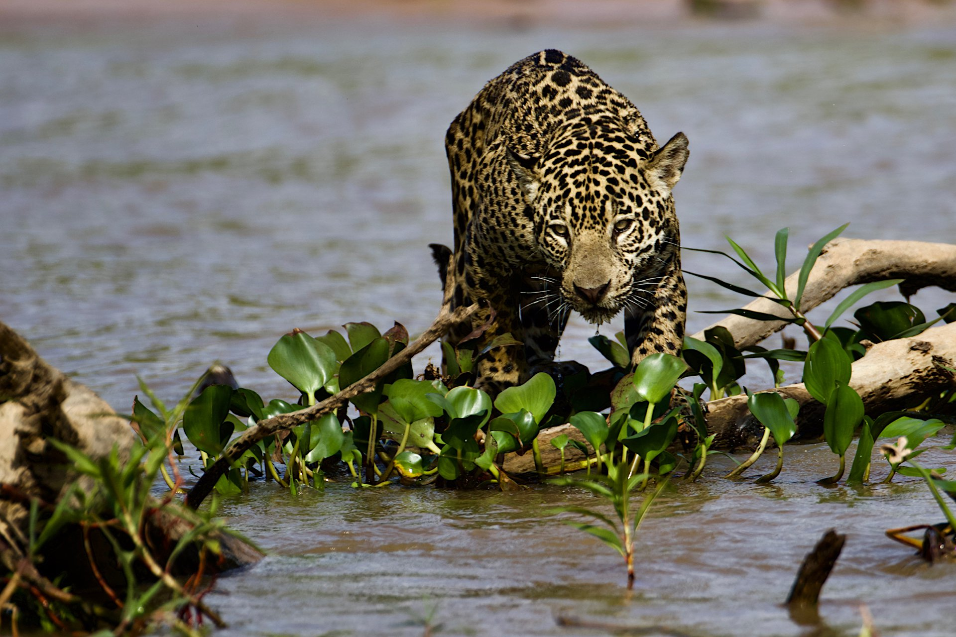All the best for children! - Jaguar, Brazil, River, The photo, Big cats, South America, Cat family, Predatory animals, Wild animals, The national geographic, wildlife, beauty of nature, Mining, Caiman, Reptiles, Kittens, Longpost