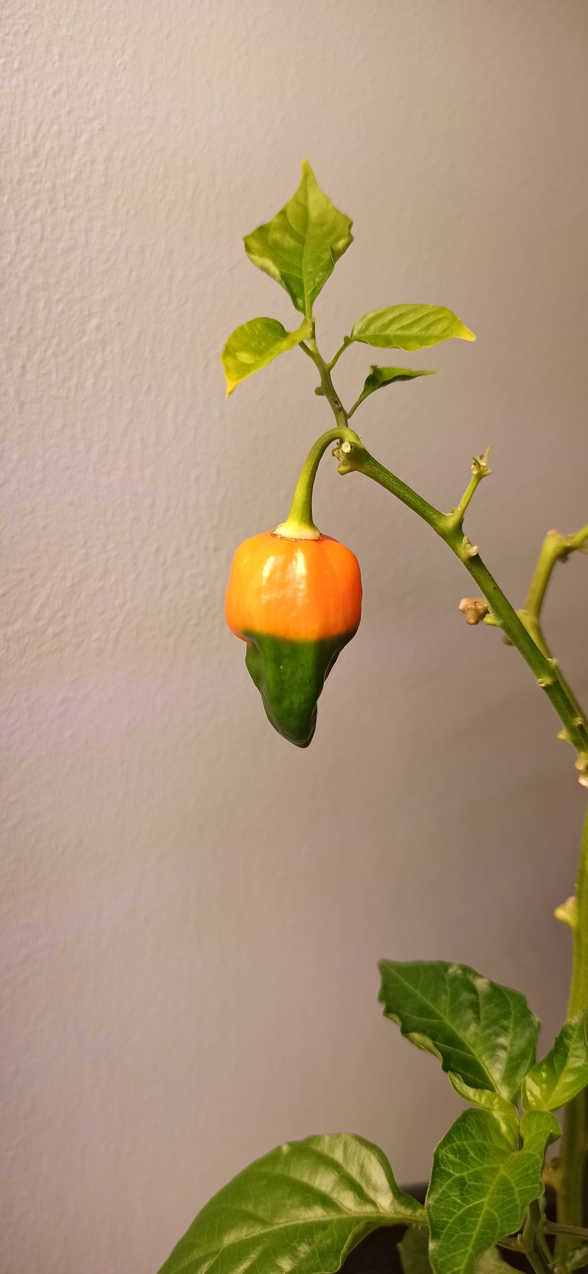 Loading 50% - My, The photo, Hot peppers, Longpost