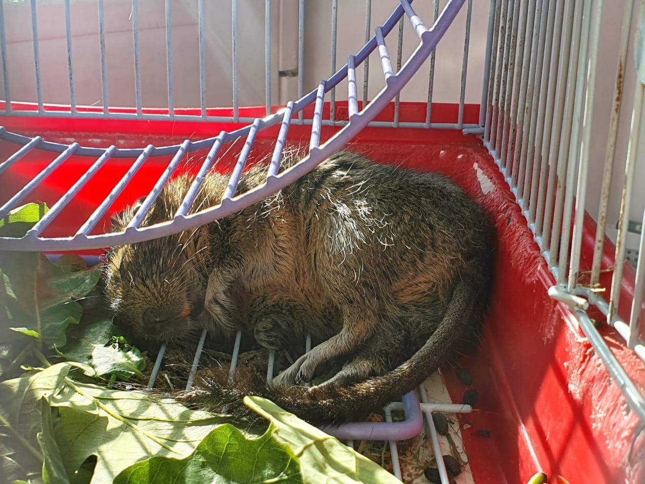 Transport Squirrel - My, Degu, Shipping, Longpost, Help, No rating