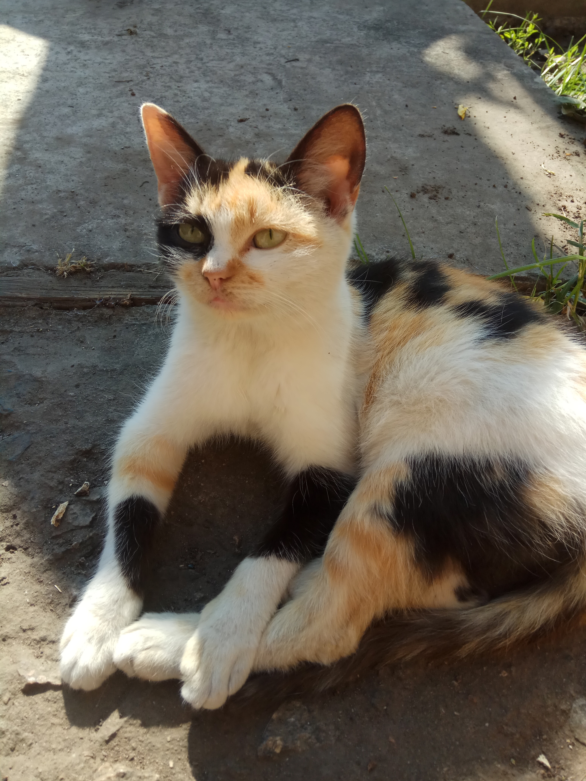 tricolor cat - My, Tricolor cat, cat