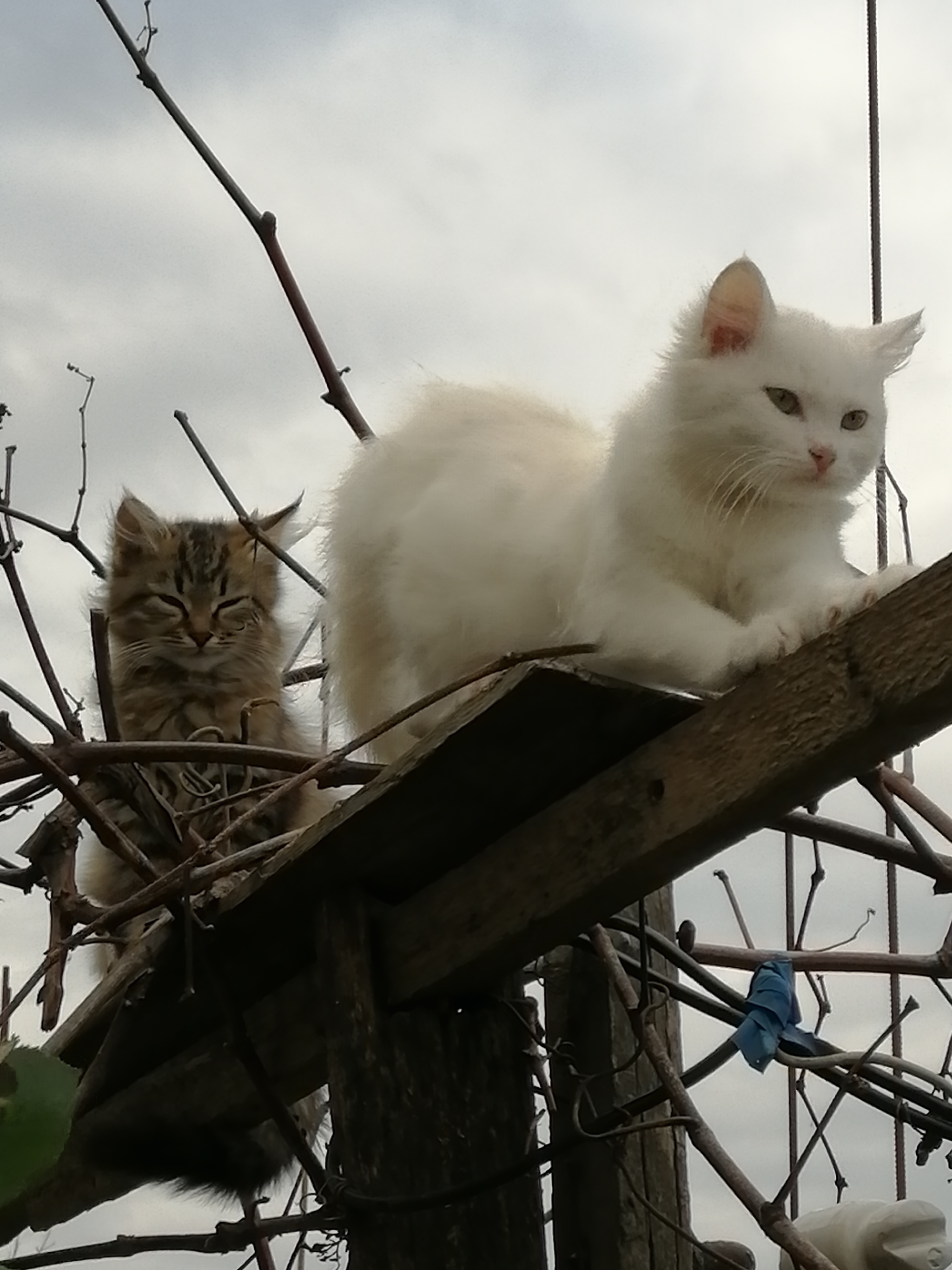 High-altitude workers, but not installers - My, Kittens, Grape, Pillar, High-risers, Longpost, cat