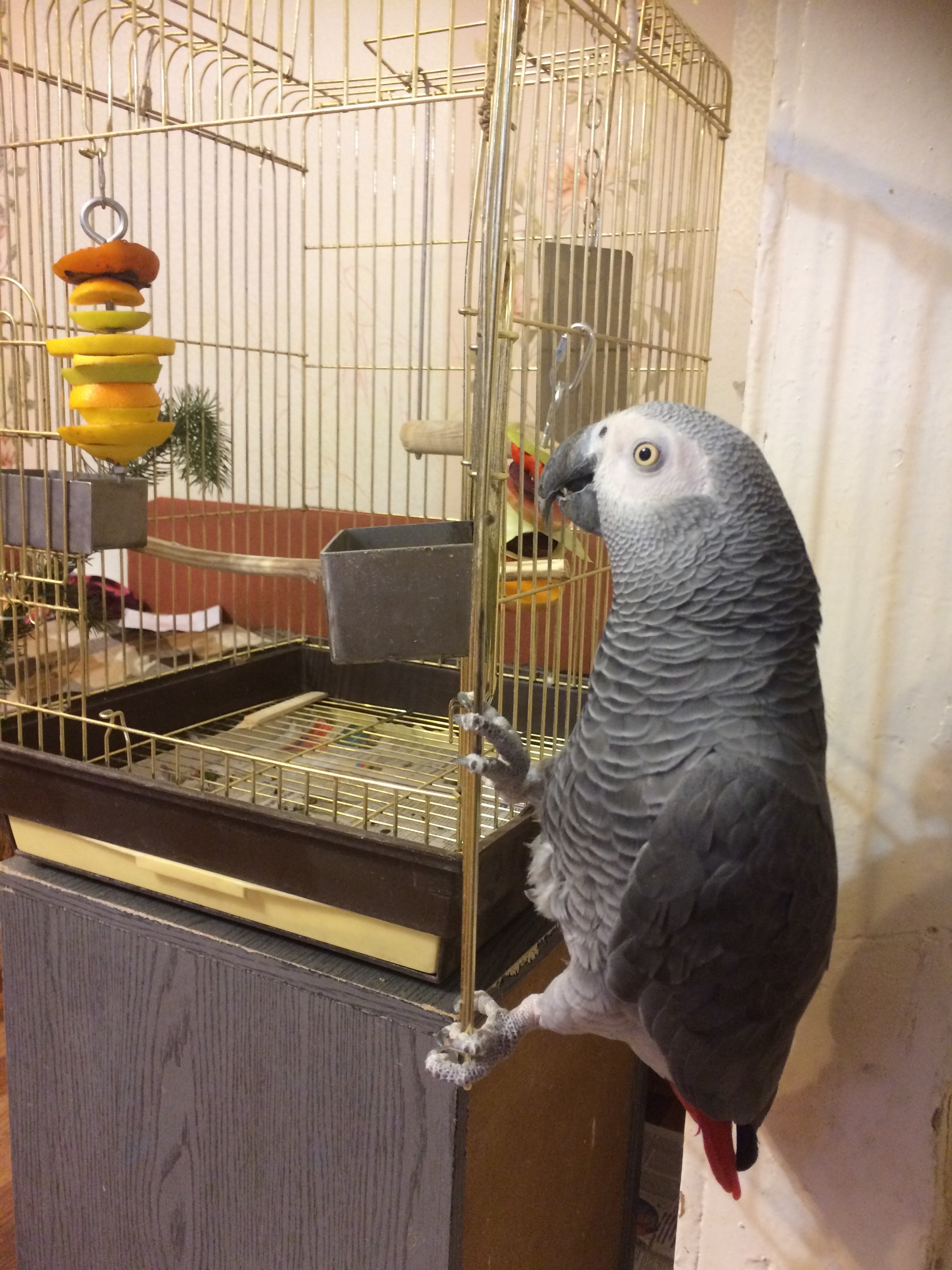 Response to the post Jaco: A parrot with the intelligence of a 3-year-old child. You can even have meaningful dialogues with him. But an awful lot of carrots. - My, A parrot, Birds, Jaco, Animal book, Reply to post, Longpost