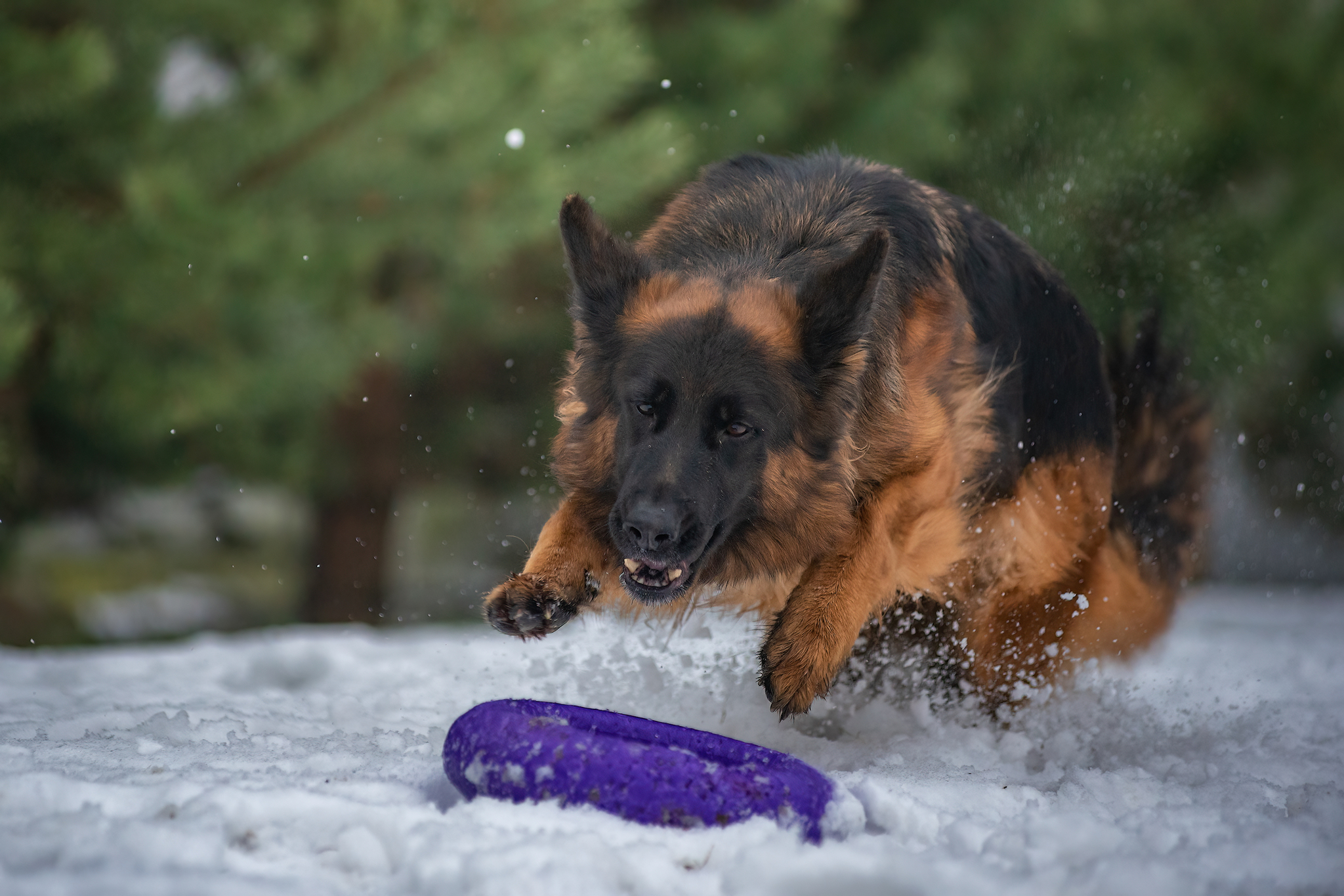 Germans )) - My, The photo, Dog, Snow, German Shepherd, Longpost