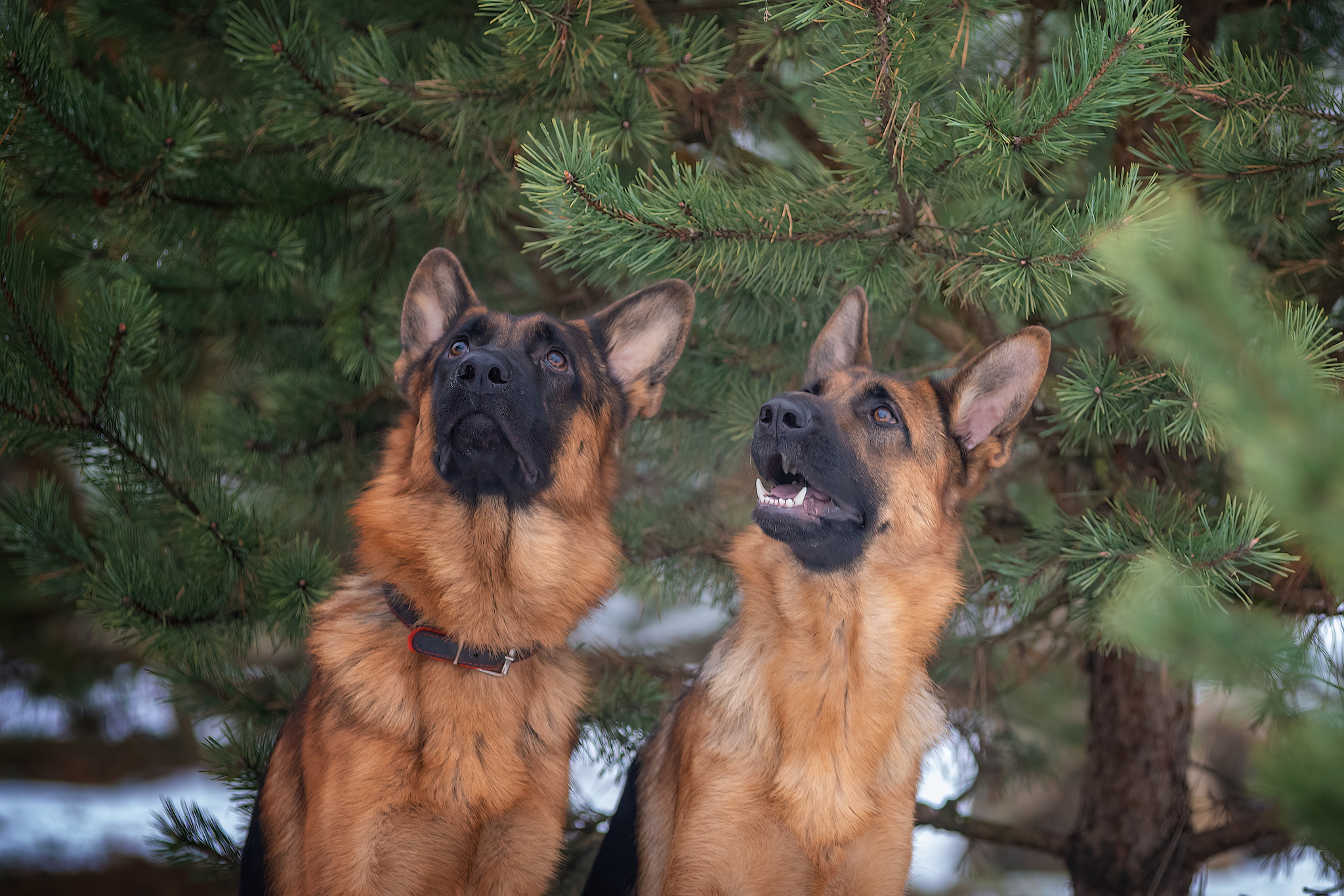 Germans )) - My, The photo, Dog, Snow, German Shepherd, Longpost