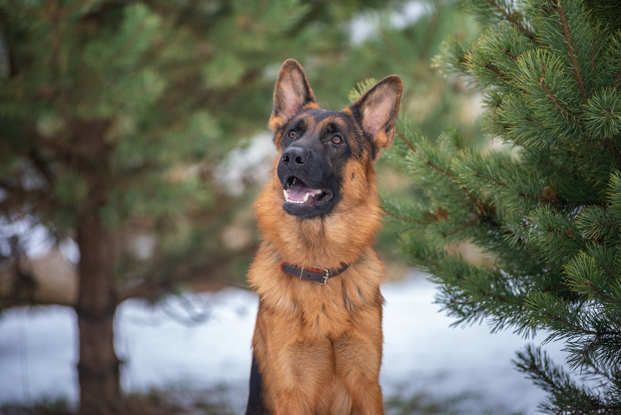 Germans )) - My, The photo, Dog, Snow, German Shepherd, Longpost