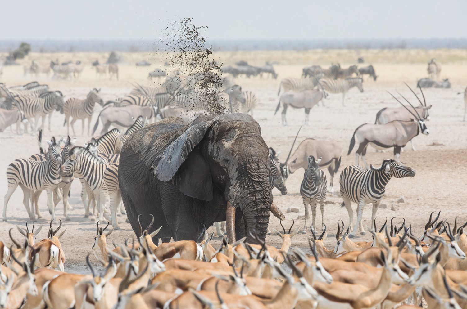 Cork at the waterhole - Elephants, Antelope, zebra, Waterhole, Wild animals, wildlife, National park, Namibia, South Africa, The photo